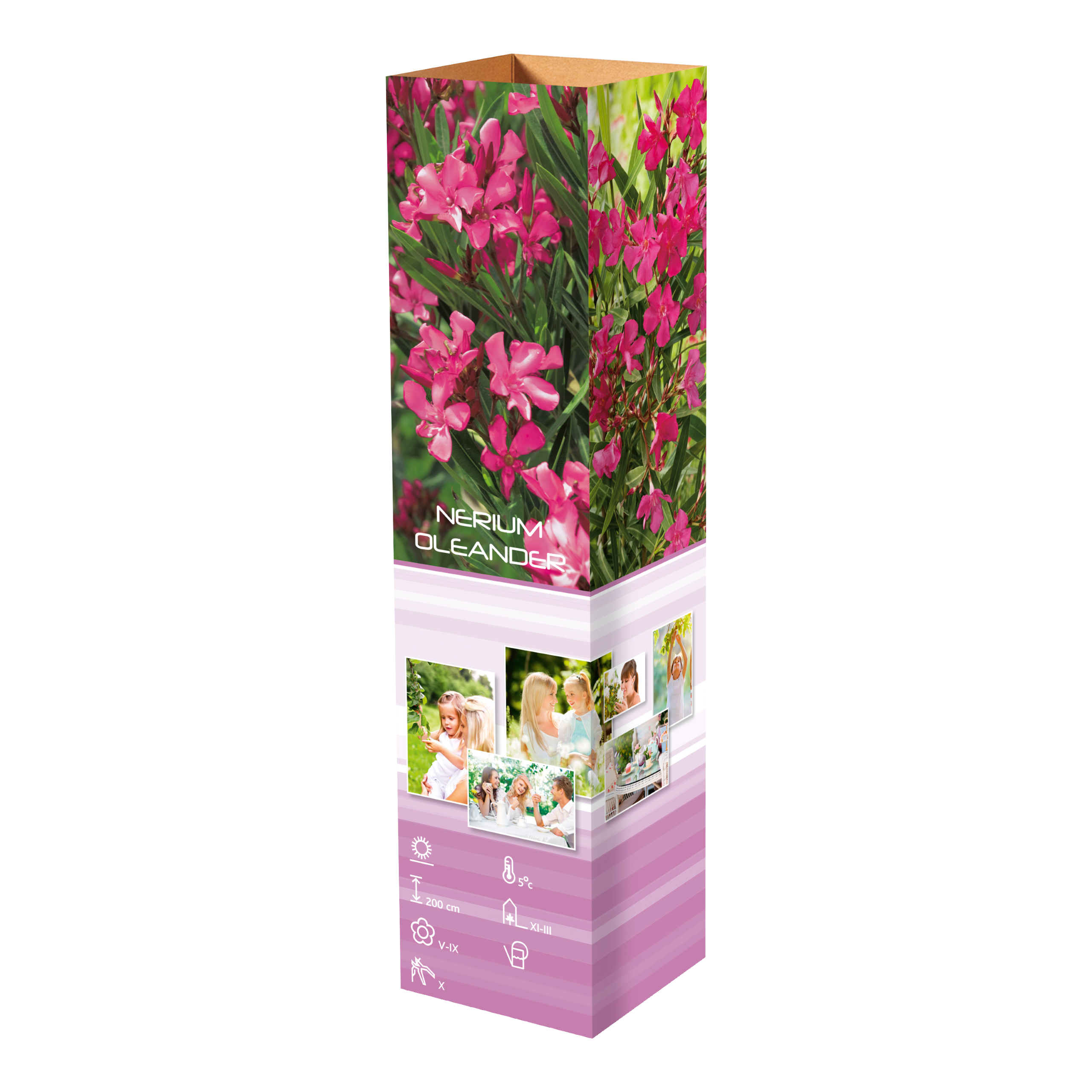 Lot de 8 lauriers roses 25-38 cm