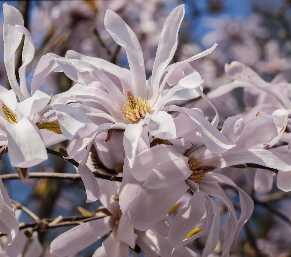 Lot de 6 magnolias Stellata - 30-38 cm