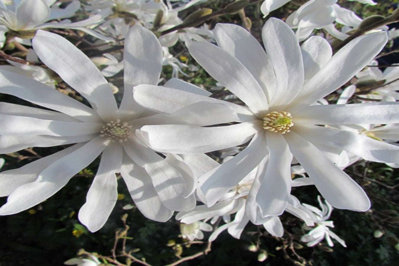Lot de 6 magnolias Stellata - 30-38 cm