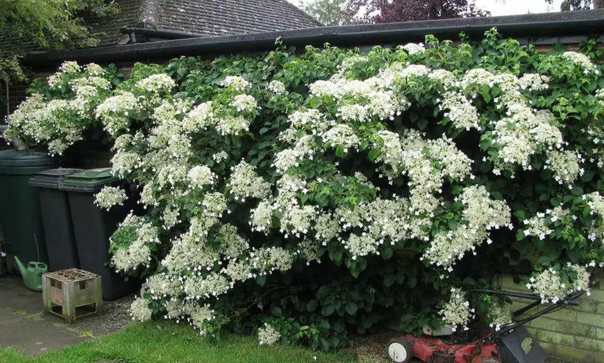 Lot de 8 hortensias grimpants - 30-38 cm