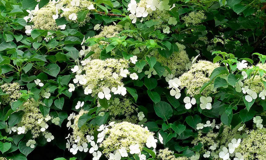 Lot de 8 hortensias grimpants - 30-38 cm