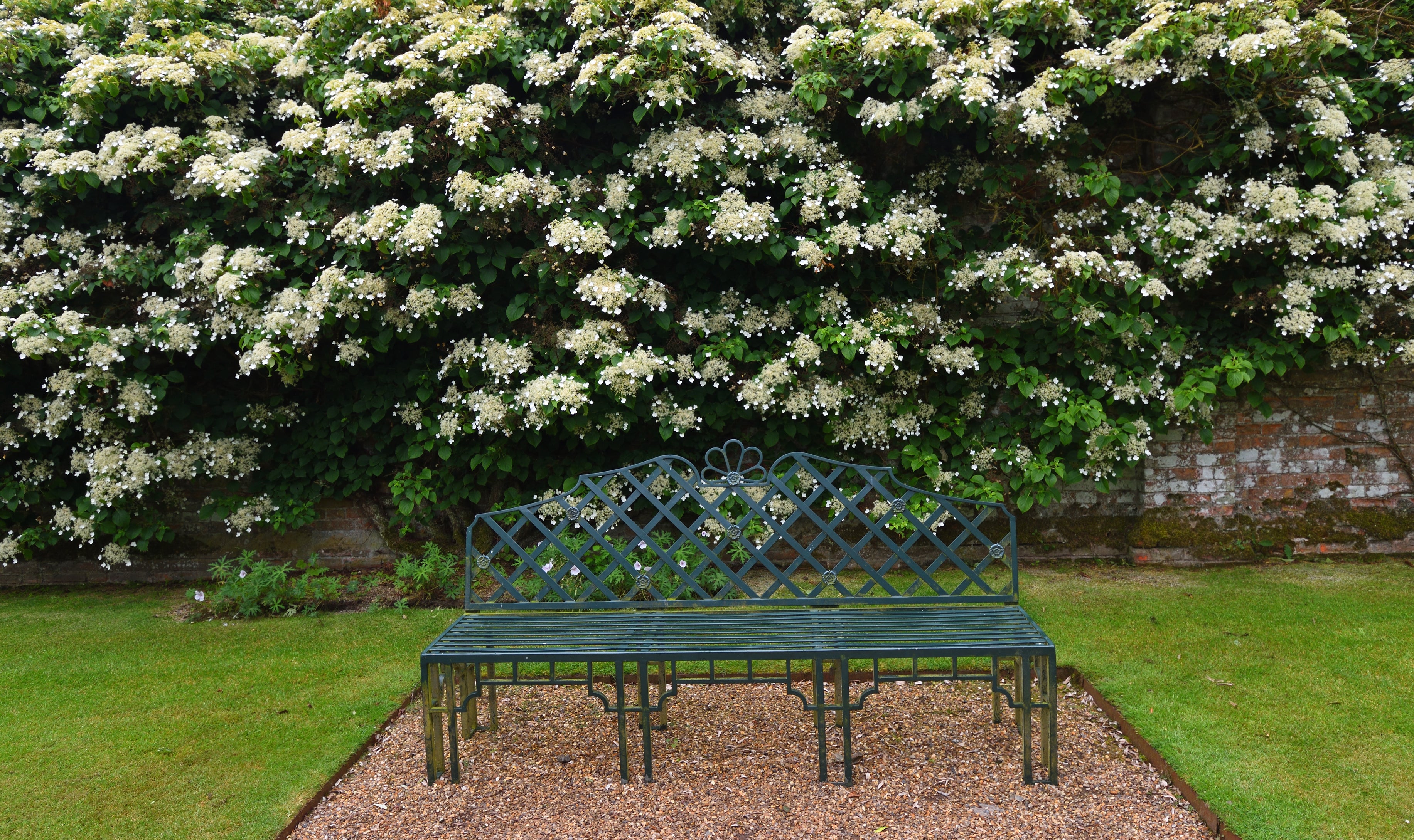 Lot de 8 hortensias grimpants - 30-38 cm