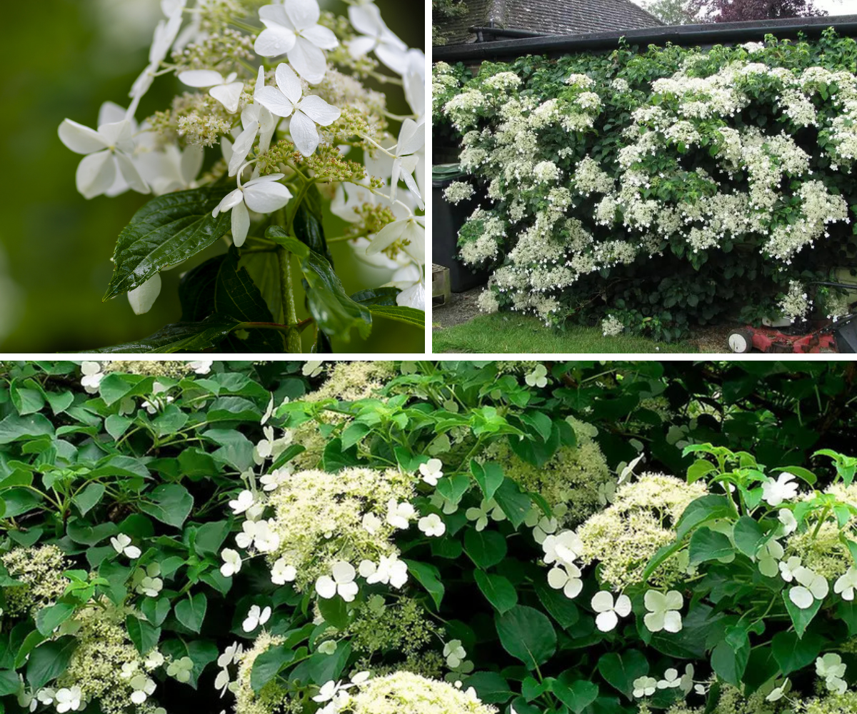 Lot de 4 hortensias grimpants - 30-38 cm