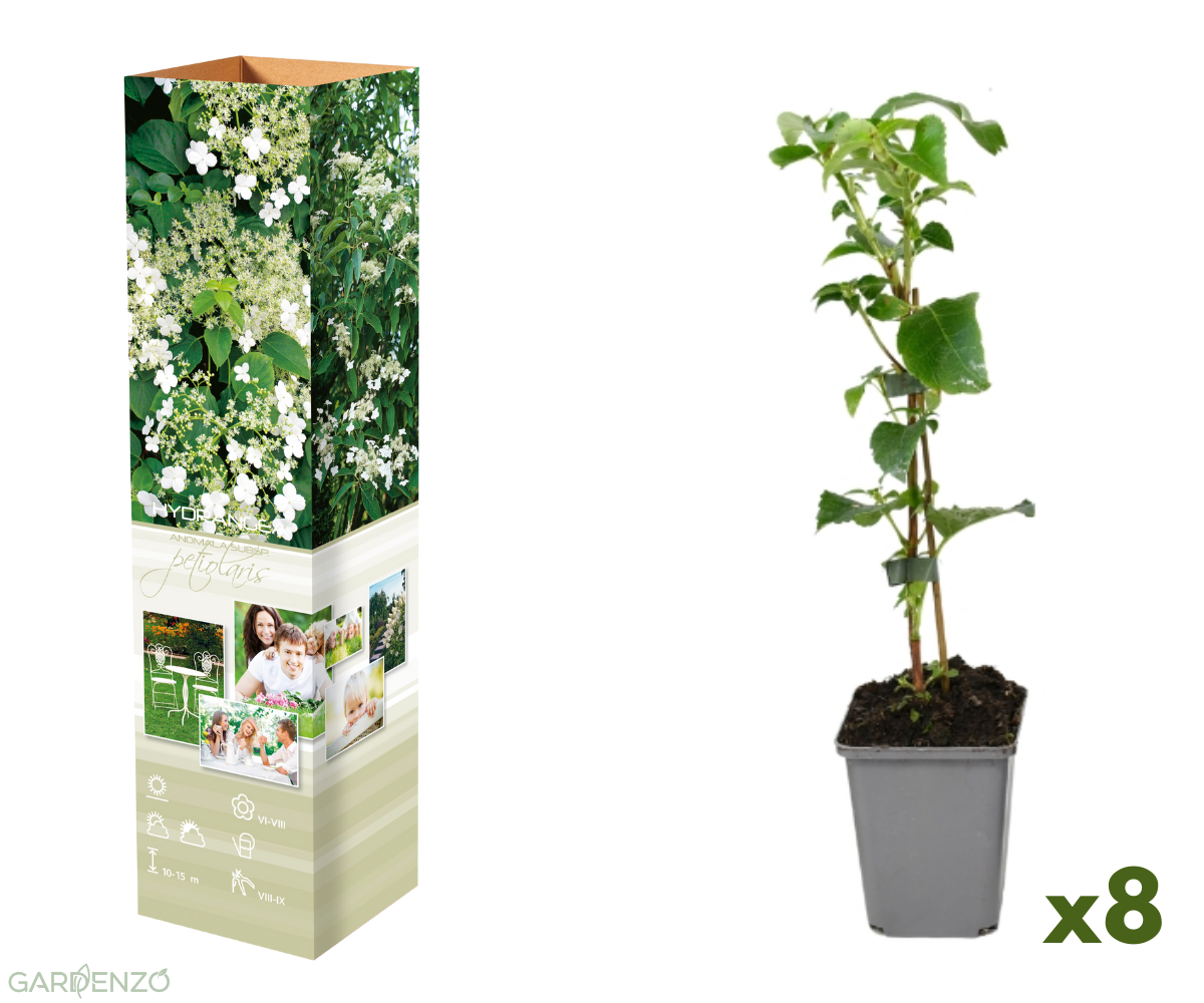 Lot de 8 hortensias grimpants - 30-38 cm