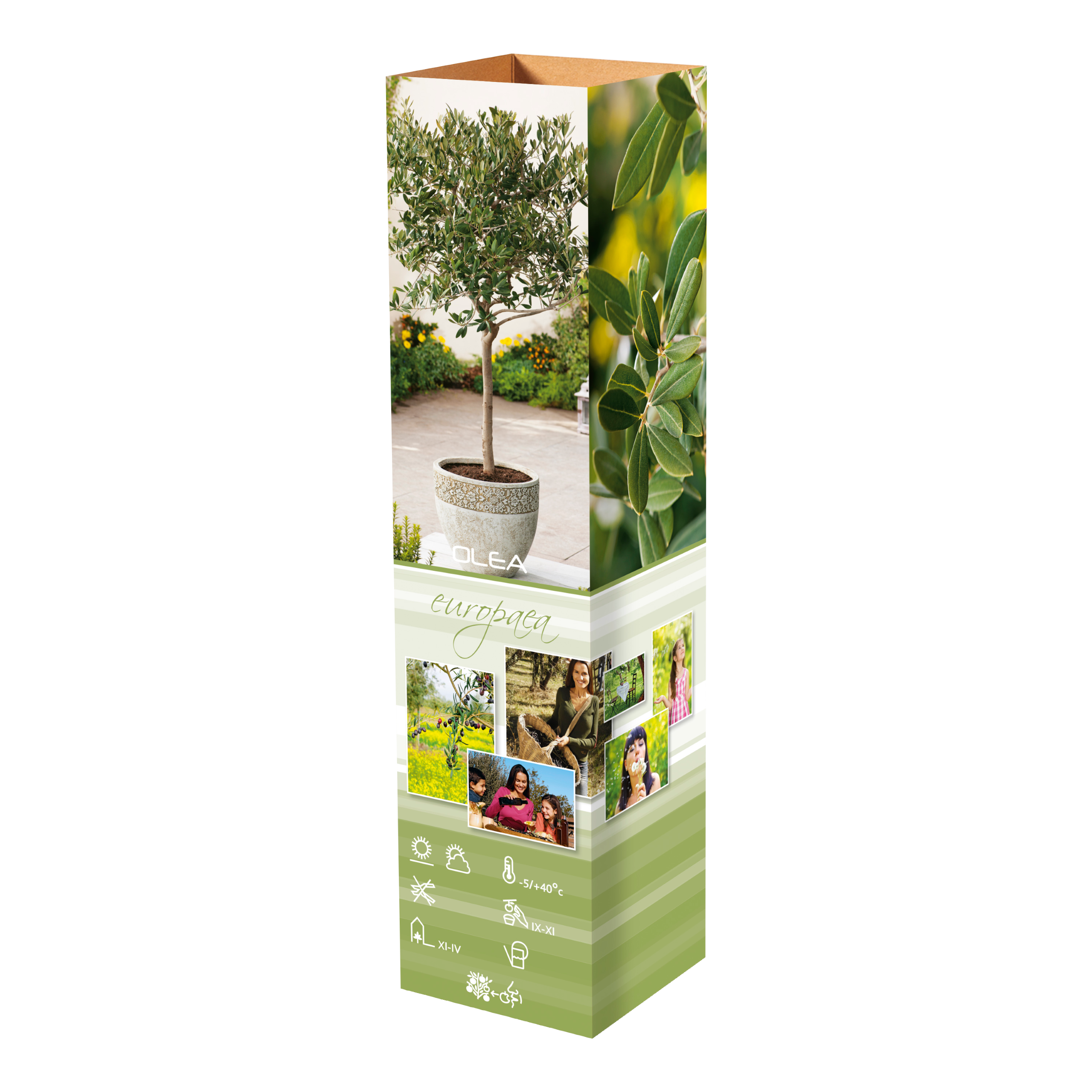 Lot de 4 plants d'olivier - 25-38 cm