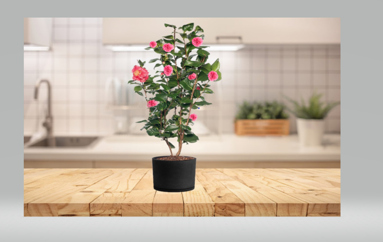 Camélia arbuste 'Rose du Japon' XL