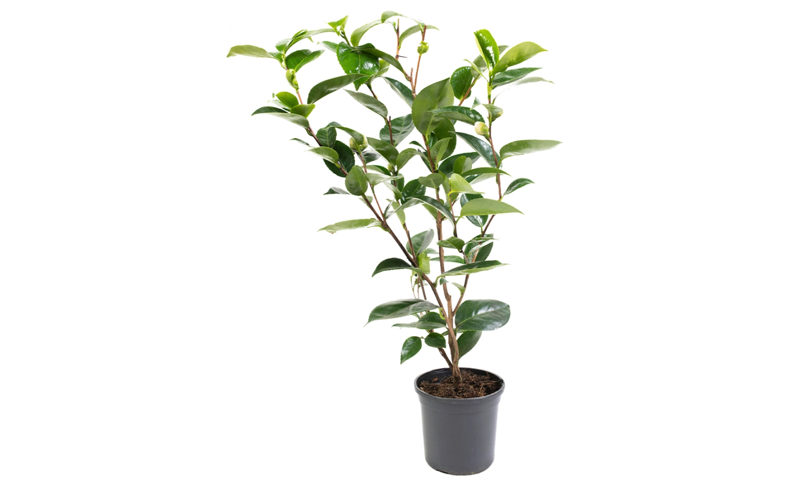 Camélia arbuste 'Rose du Japon' XL