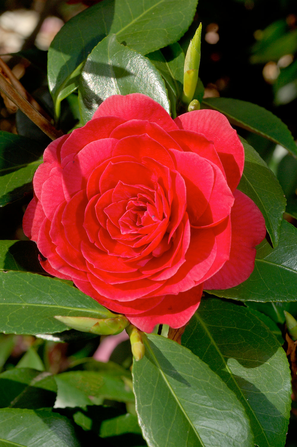 Lot de 2 camélias arbustes 'Rose du Japon' XL Rouge