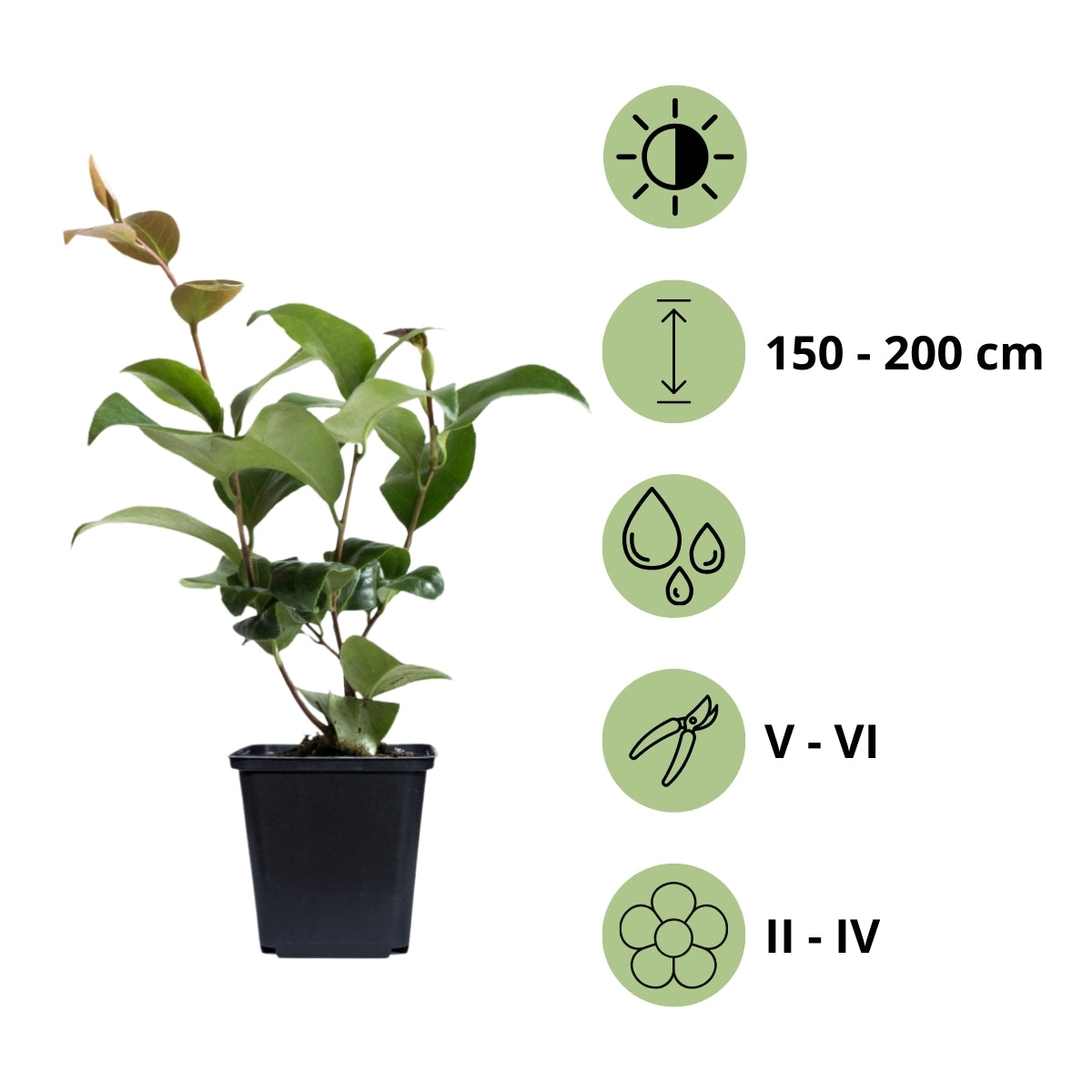 Camélia arbuste 'Rose du Japon' XL Blanc
