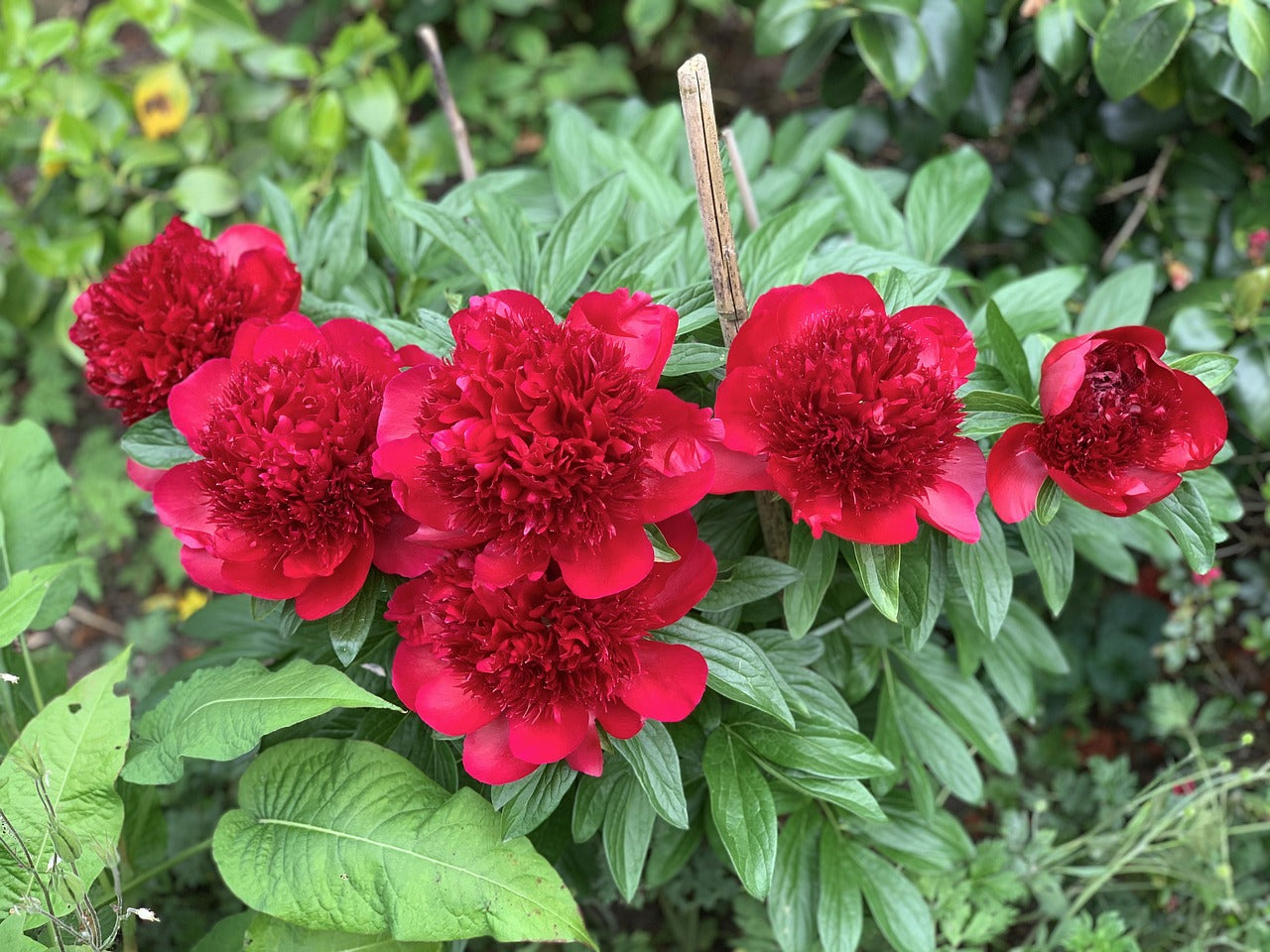 Lot de 6 pivoines: 2 rouges, 2 blanches, 2 roses