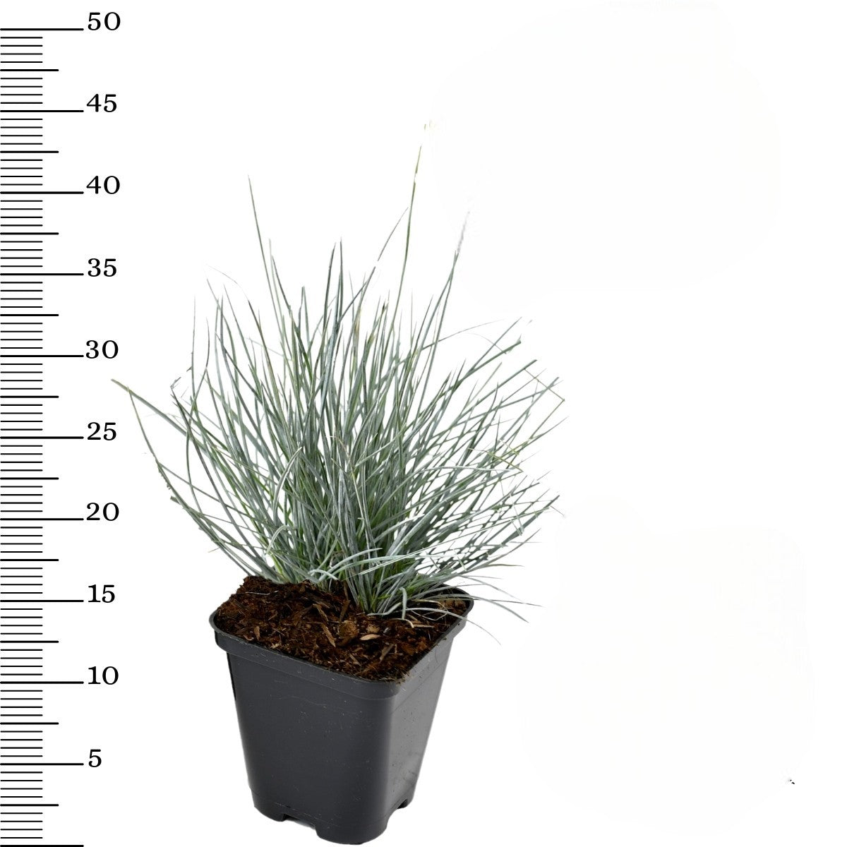 Lot de 8 Festuca Glauca