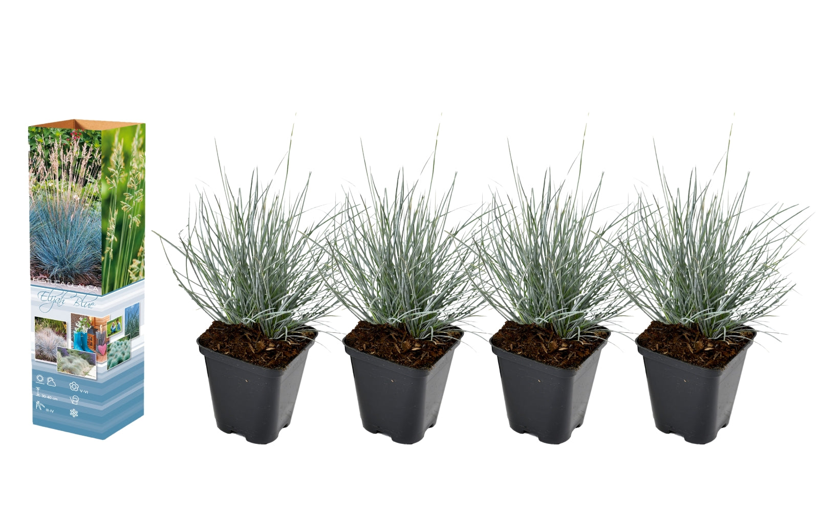 Lot de 4 Festuca Glauca