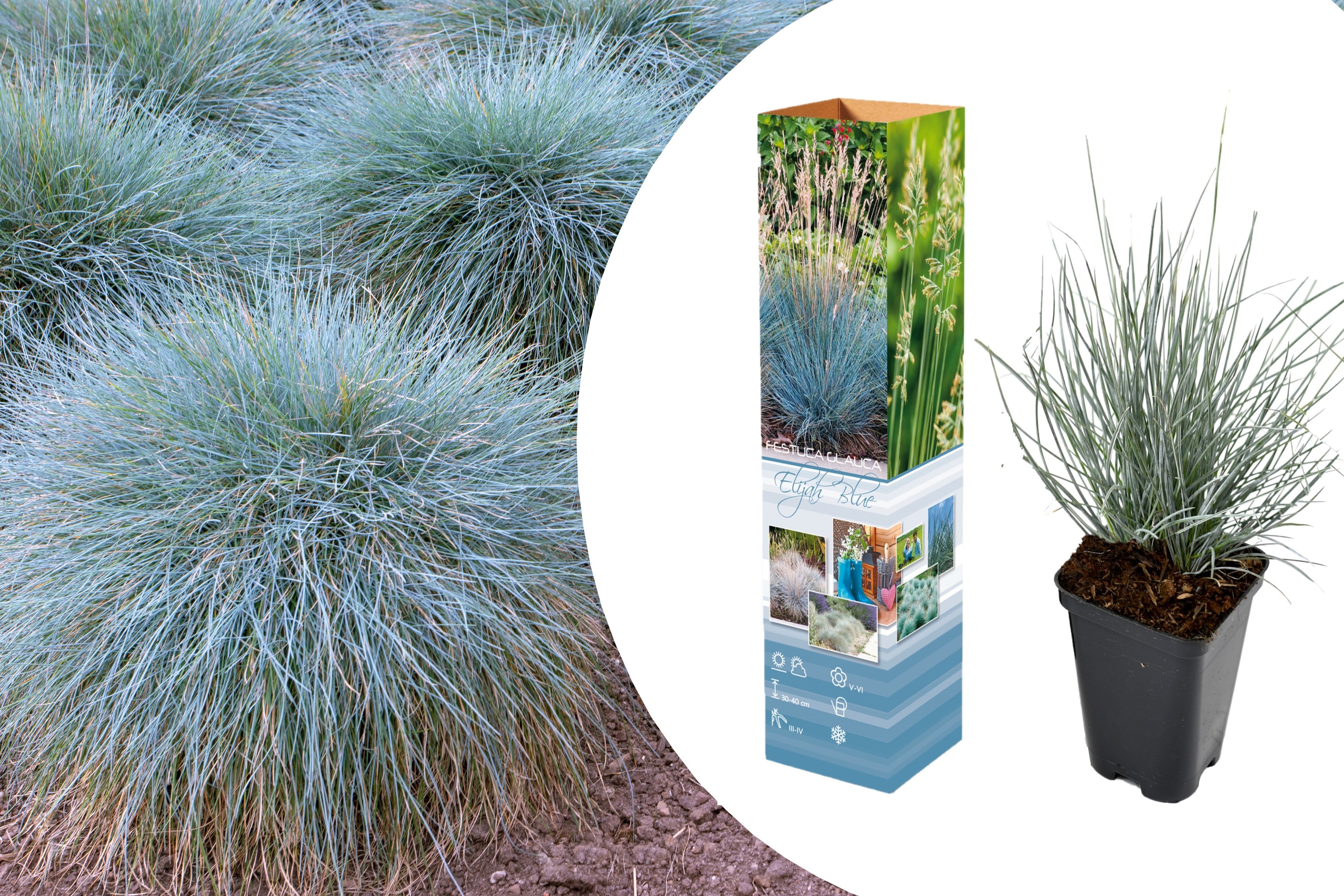 Lot de 4 Festuca Glauca