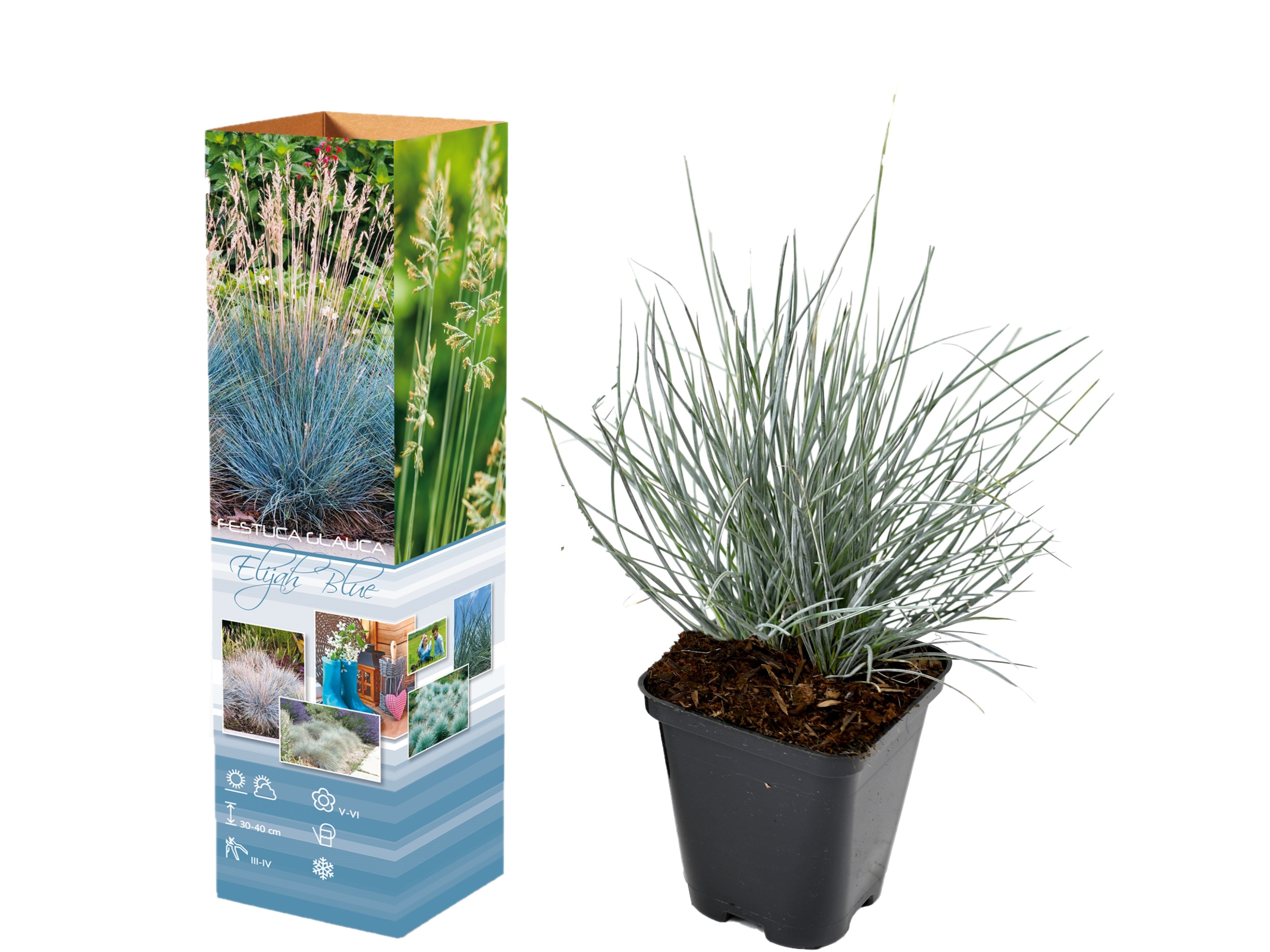 Lot de 4 Festuca Glauca