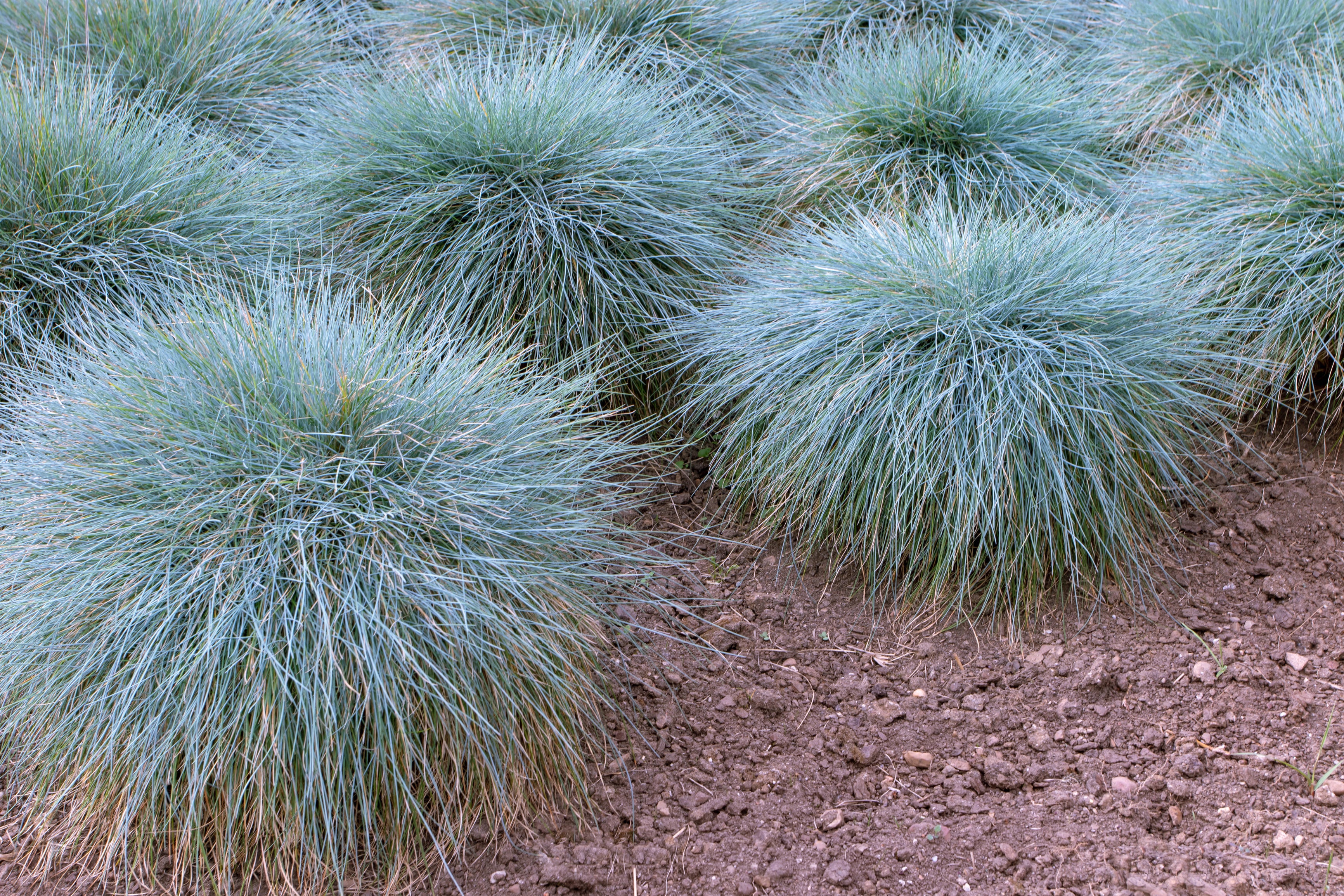 Lot de 8 Festuca Glauca