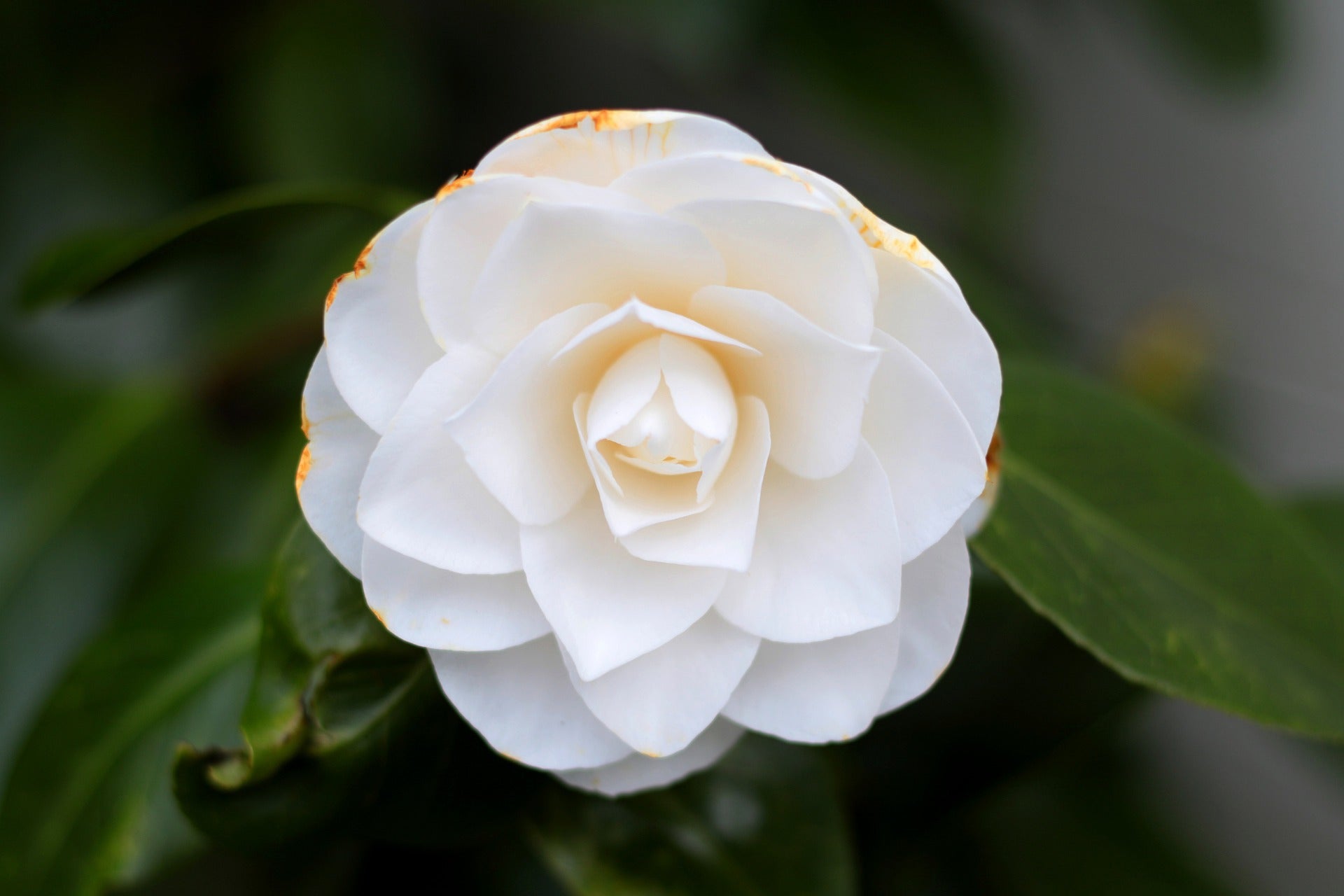 Lot de 6 camélias