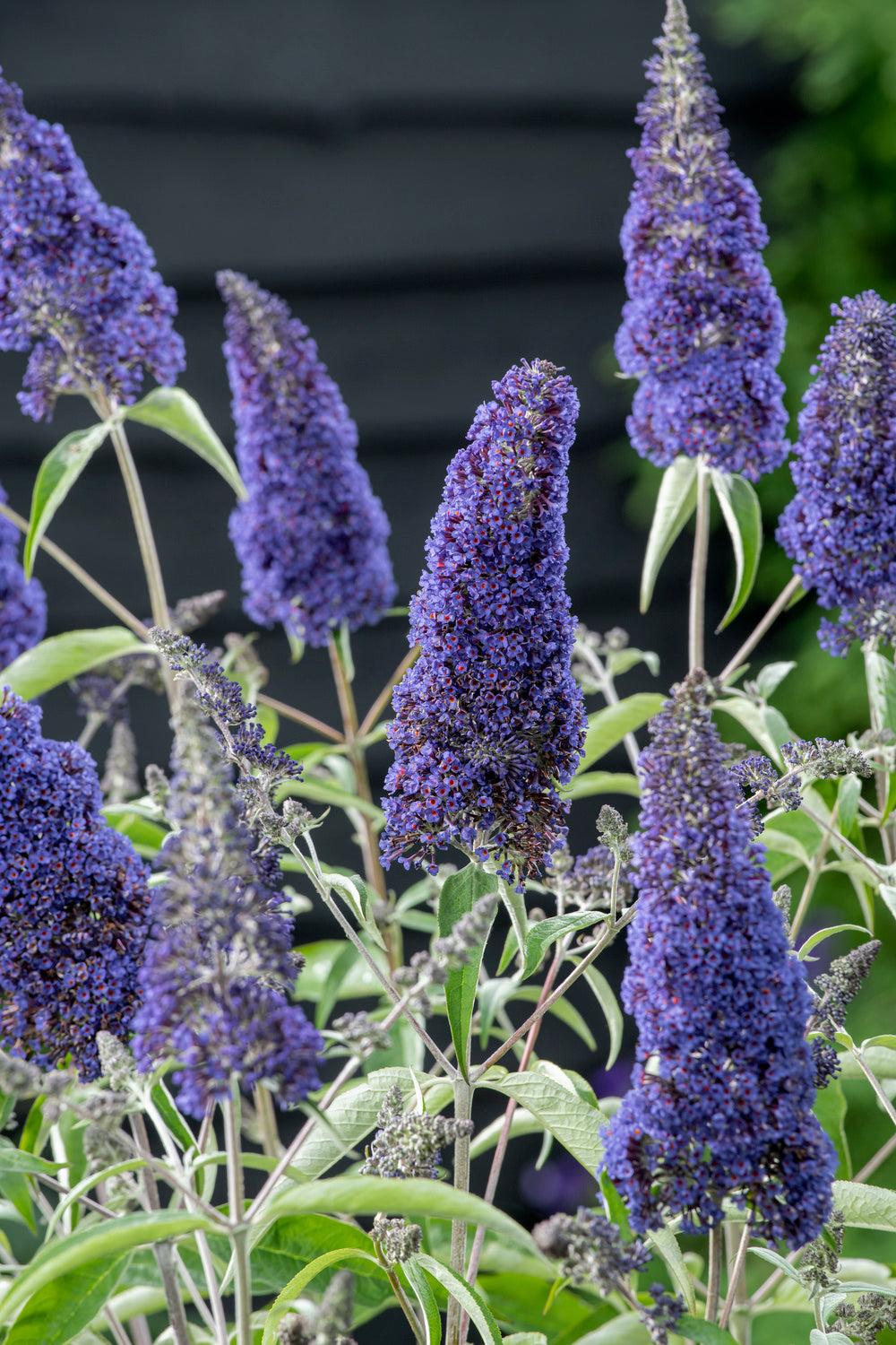 Lot de 6 arbres aux papillons ou lilas d'été (Buddleia de David) à fleurs bleues/violettes