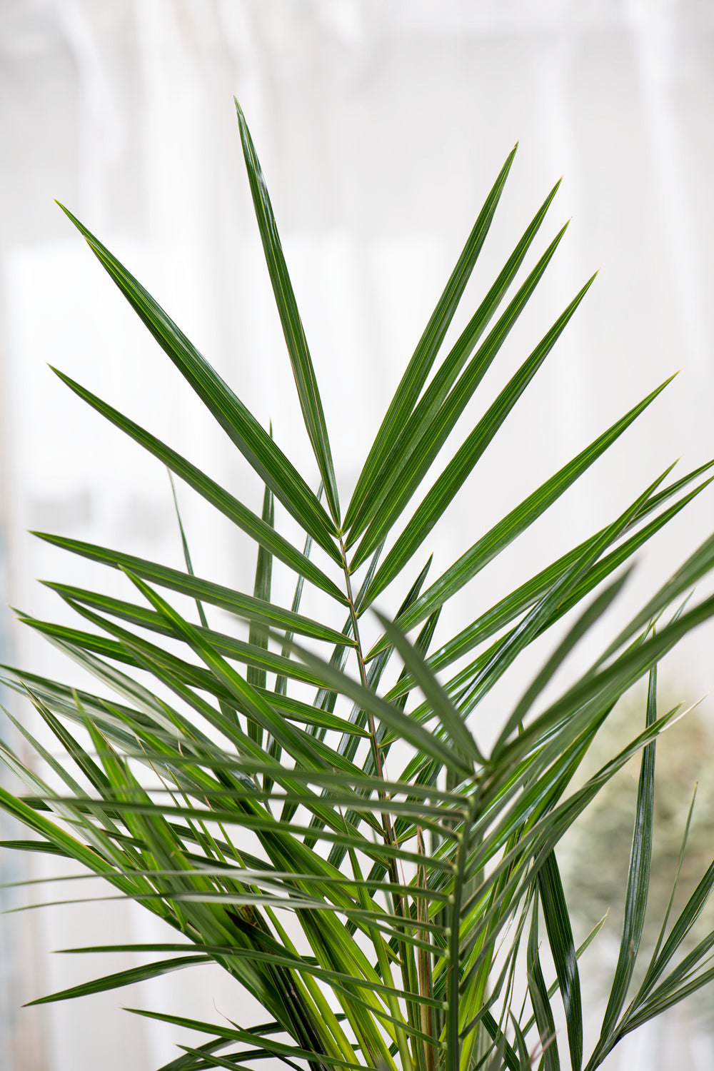 Lot de 2 palmiers Phoenix canariensis - Moyens (50–70 cm)