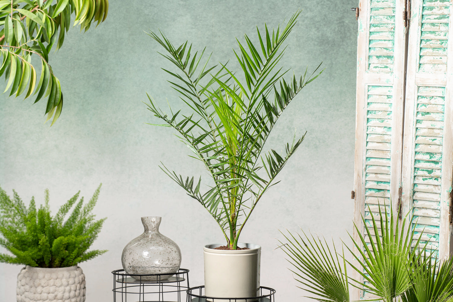 Lot de 2 palmiers Phoenix canariensis - Grands (80-110 cm)