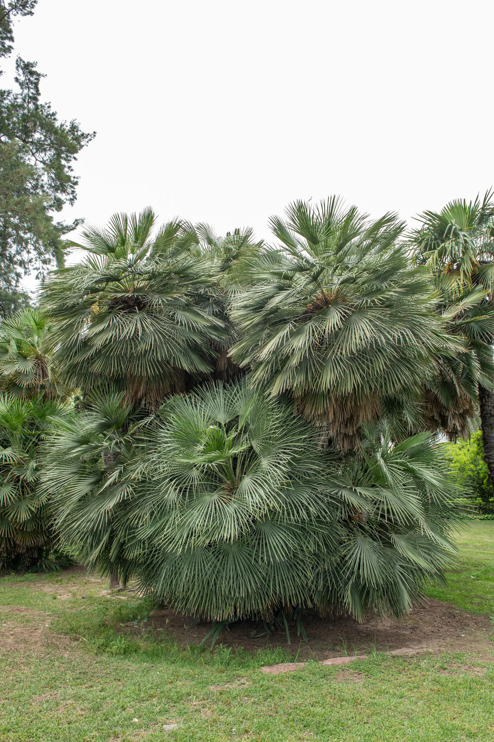 Lot de 2 palmiers nains européens (Chamaerops humilis) - Grand 70–90 cm