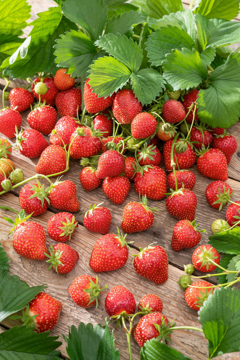 Lot de 20 plants de fraises Frigo (Fragaria Ostara)