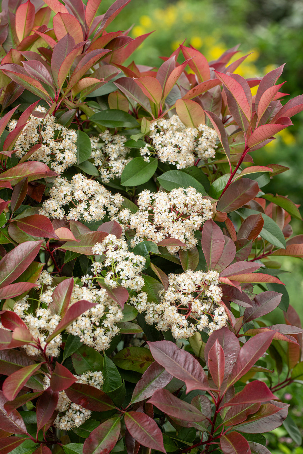 Lot de 6 Photinias rouges (Red Robin) - 30-38 cm