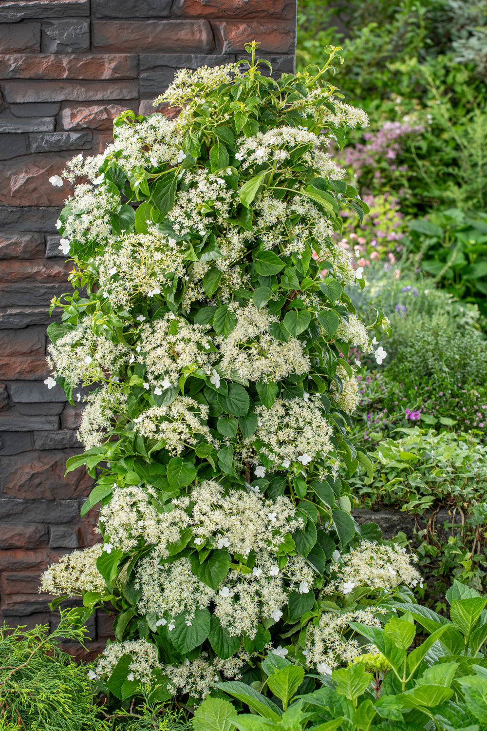 Lot de 4 hortensias grimpants - 30-38 cm