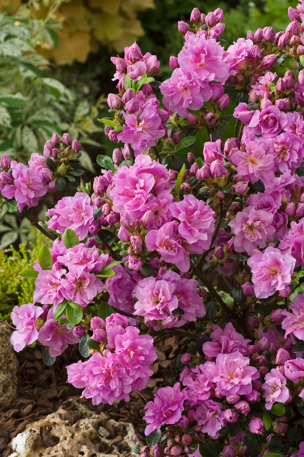 Ensemble de 4 azalées : 1 violette, 1 rouge, 1 rose, 1 blanche - 20-38 cm