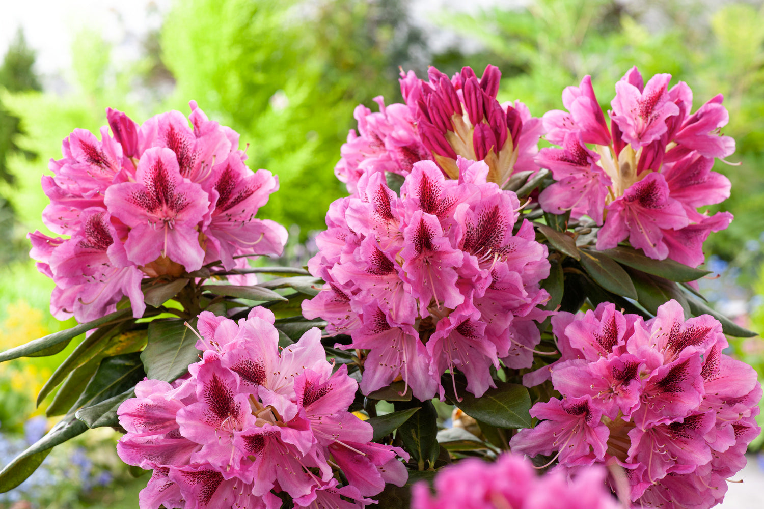 Lot de 6 rhododendrons Cosmopolitan - Fleurs violettes 20-38 cm