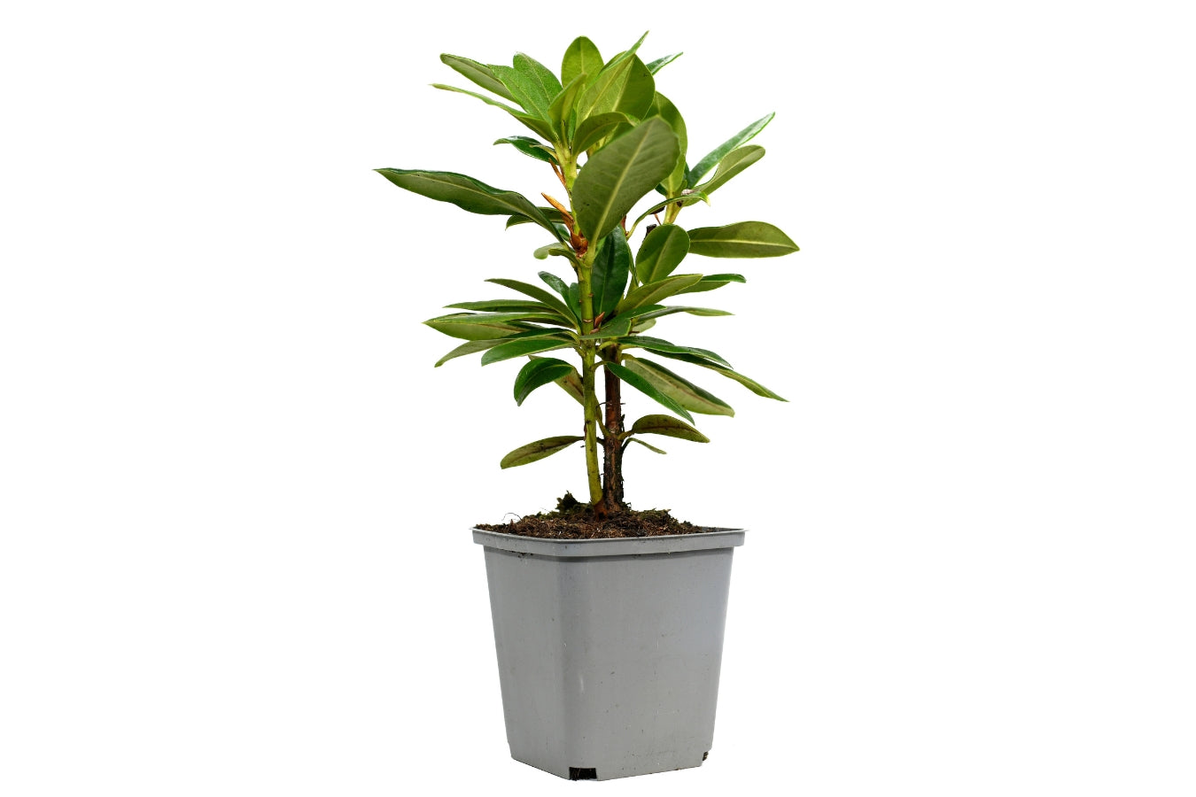 Lot de 6 rhododendrons Cosmopolitan - Fleurs violettes 20-38 cm