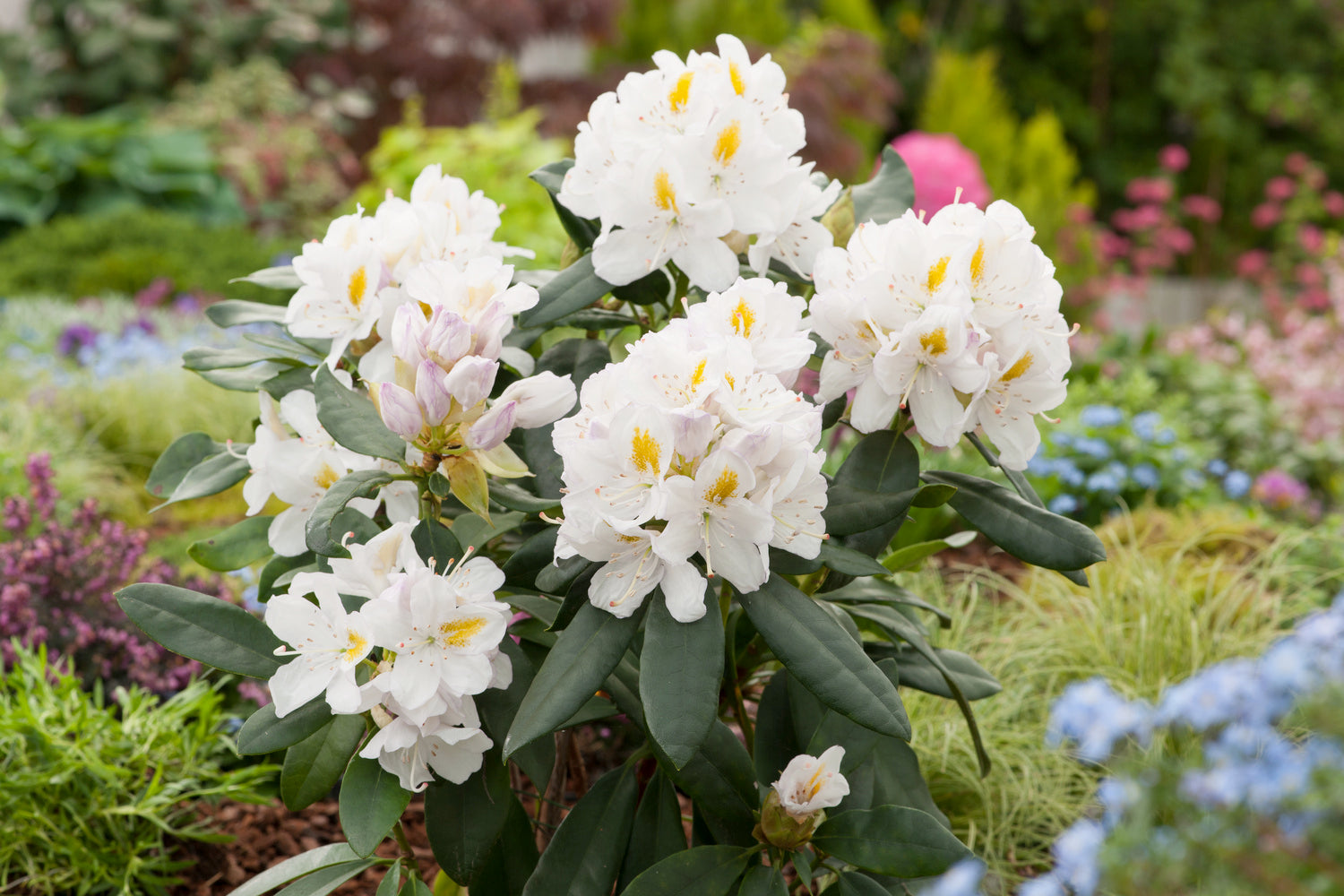 Lot de 8 rhododendrons - 2 blancs, 2 roses, 2 rouges, 2 violets 20-38 cm