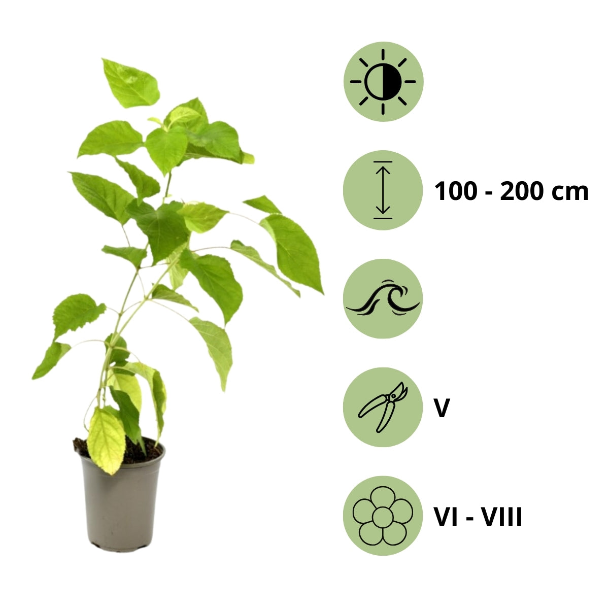 Lot de 3 hortensias blancs - Hydrangea arb. 'Annabelle'