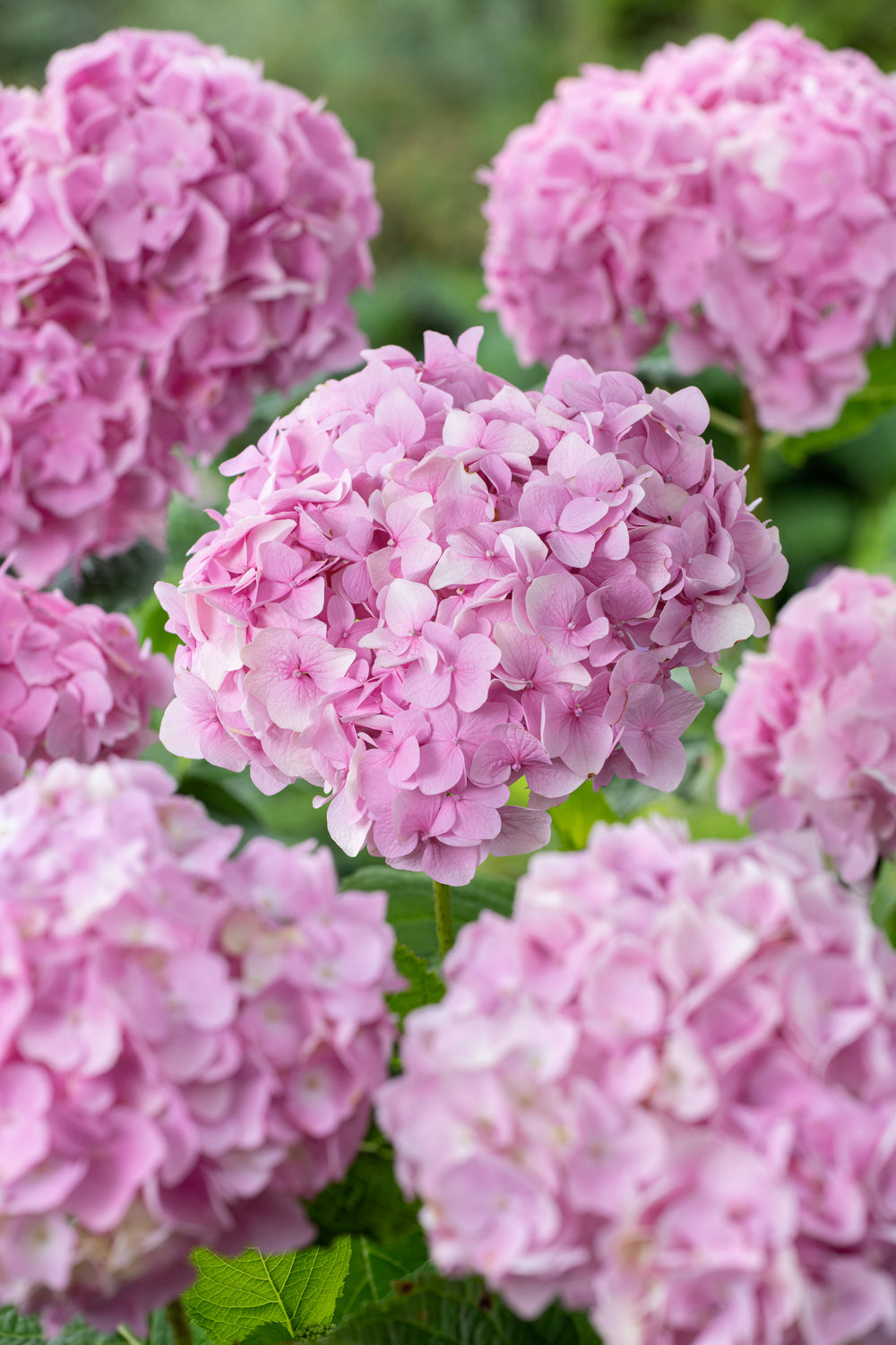 Lot de 3 hortensias roses -  Hydrangea macrophylla