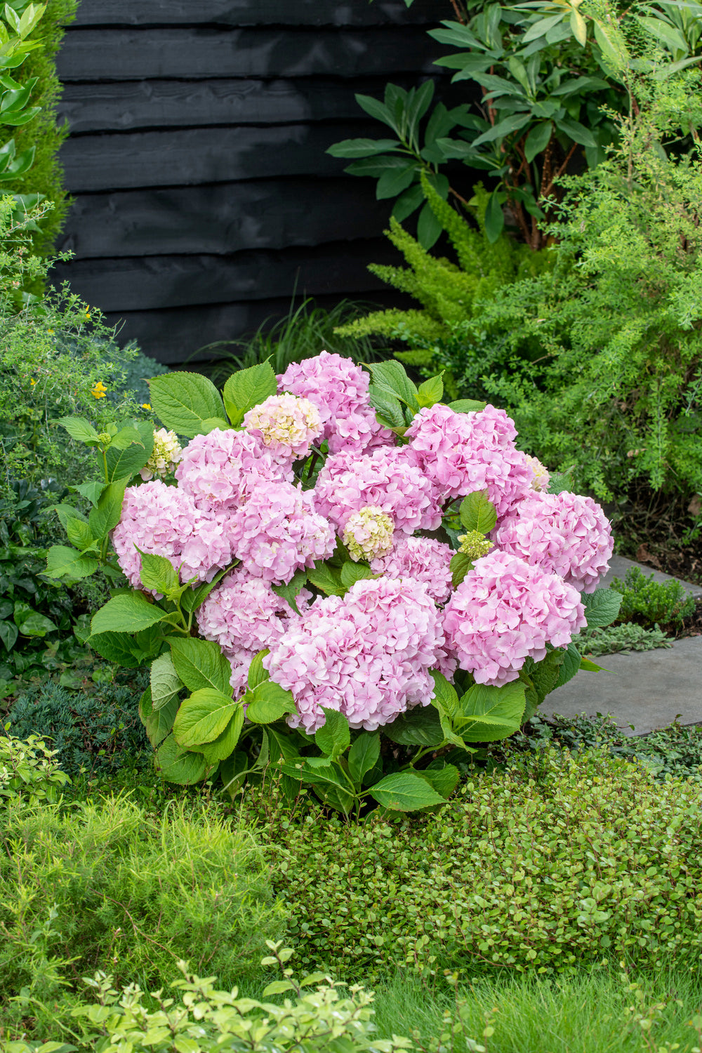 Lot de 3 hortensias roses -  Hydrangea macrophylla