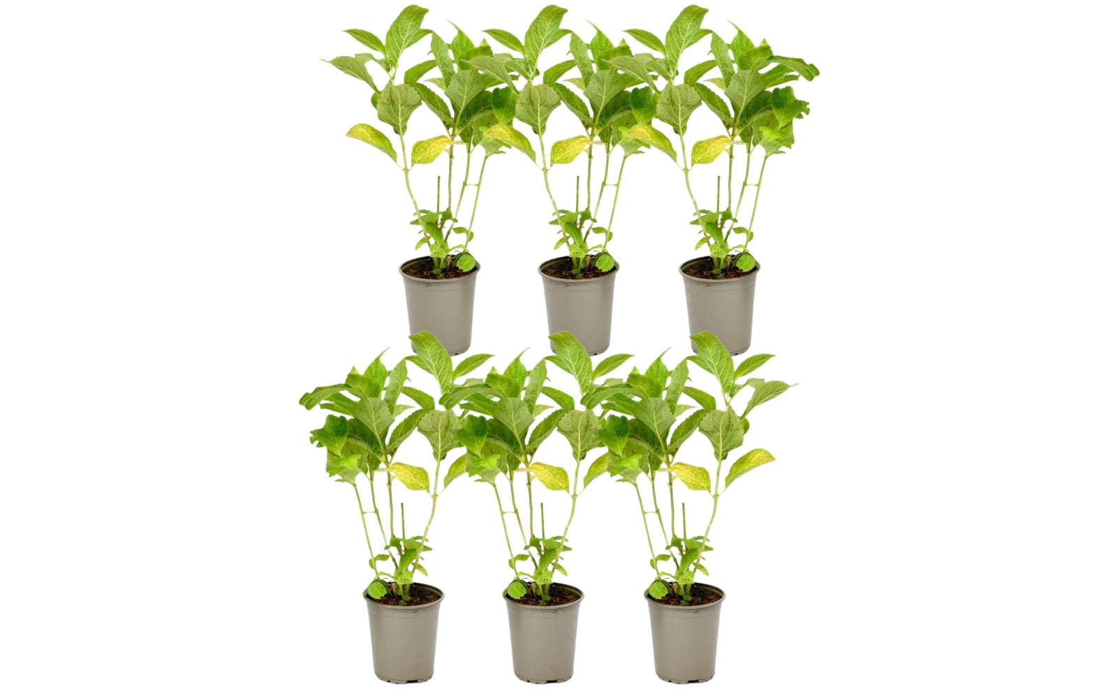 Lot de 6 hortensias roses - Hydrangea macrophylla