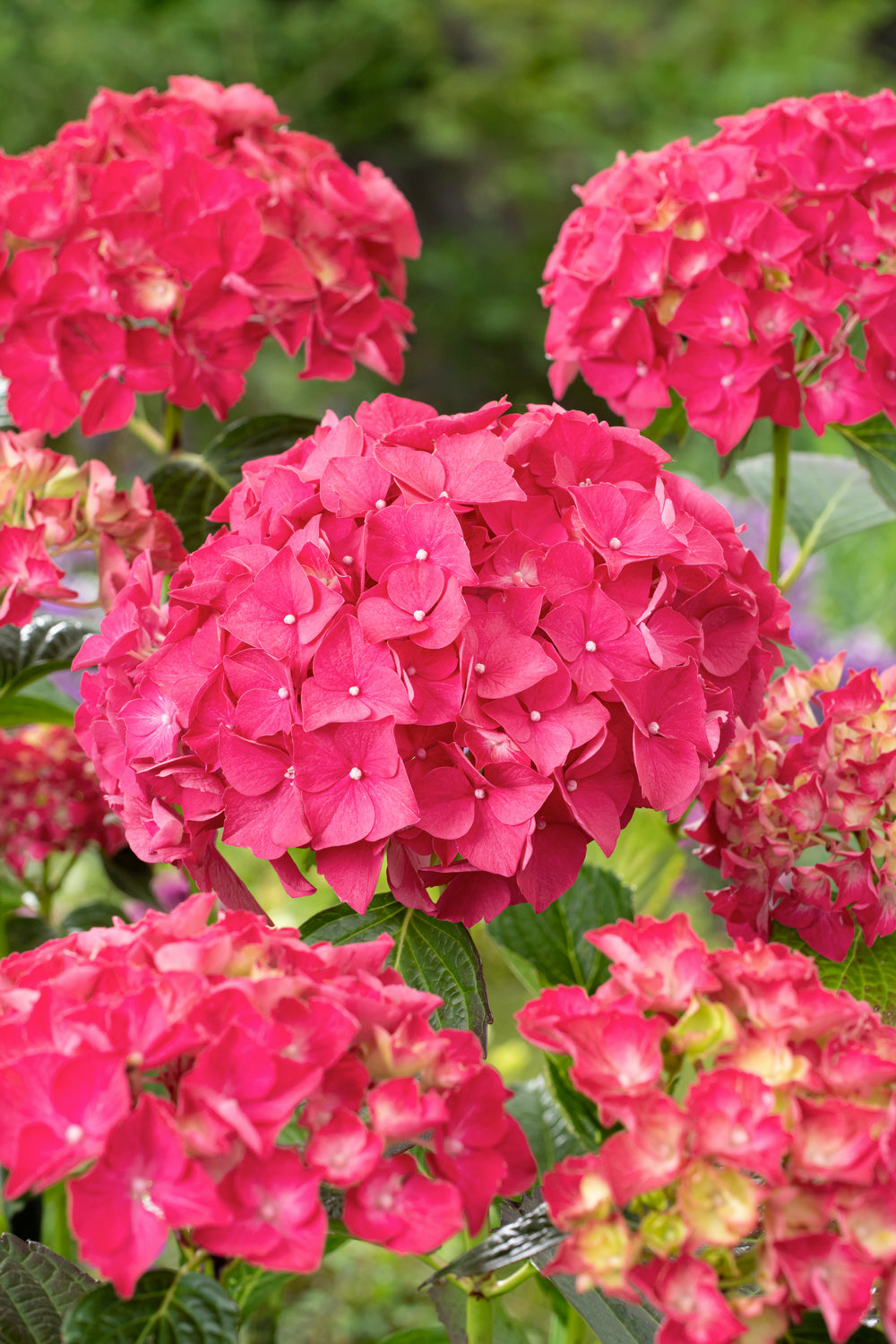 Lot de 3 hortensias rouges - Hydrangea macrophylla