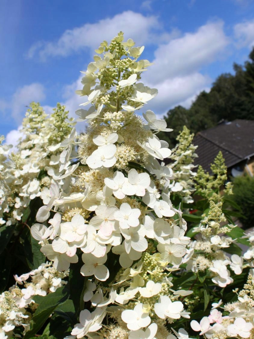 Lot de 4 hortensias : 1 rose blanc,  1 rose, 1 bleu, 1 blanc - 30-38 cm