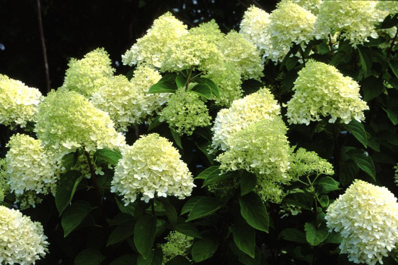 Lot de 4 hortensias : 1 rose blanc,  1 rose, 1 bleu, 1 blanc - 30-38 cm