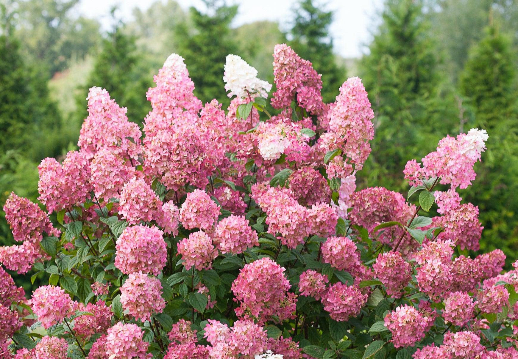 Lot de 8 hortensias : 2 roses blancs,  2 roses, 2 bleus, 2 blancs - 30-38 cm