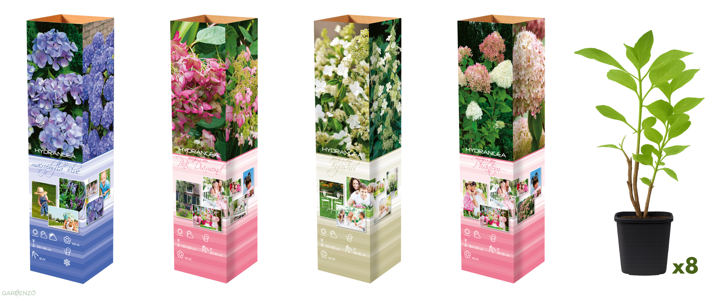 Lot de 8 hortensias : 2 roses blancs,  2 roses, 2 bleus, 2 blancs - 30-38 cm