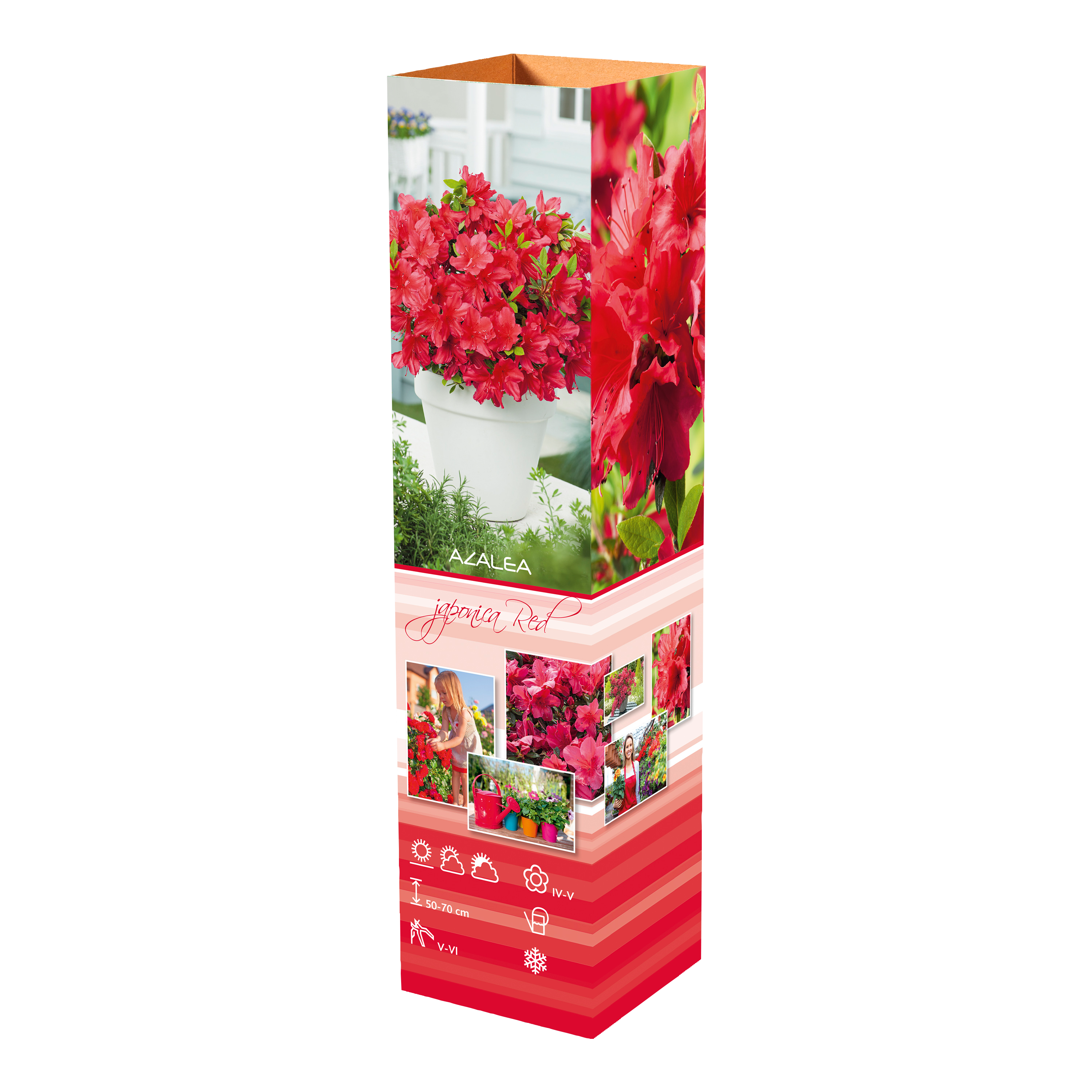 Ensemble de 3 azalées : 1 rouge, 1 rose, 1 blanche - 20-38 cm