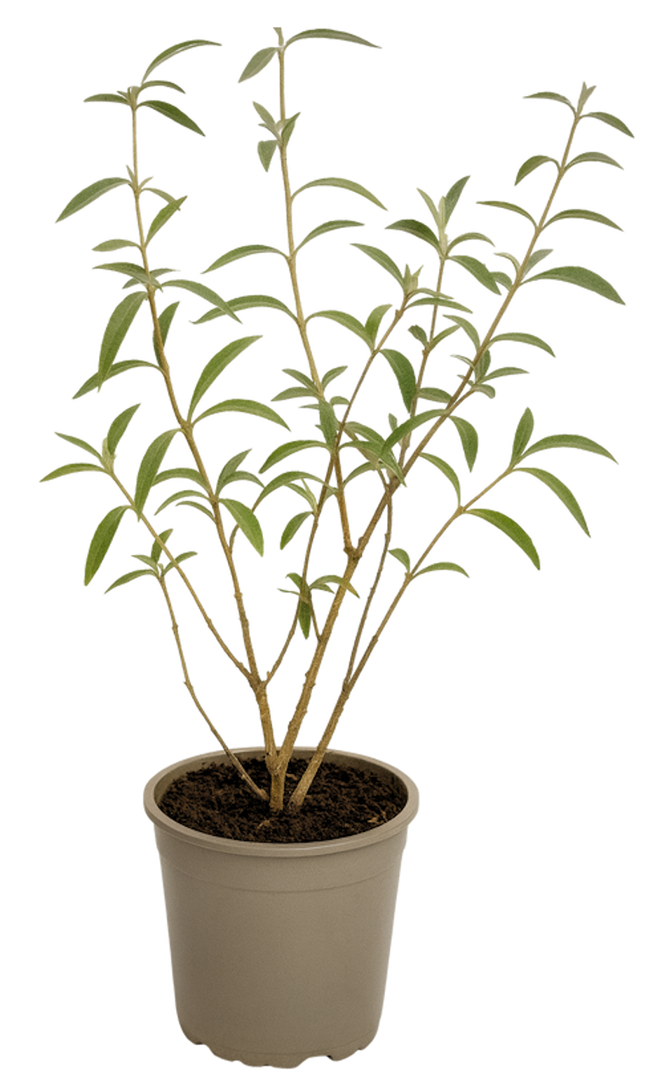 Lot de 3 arbres aux papillons ou lilas d'été (Buddleia de David) à fleurs roses