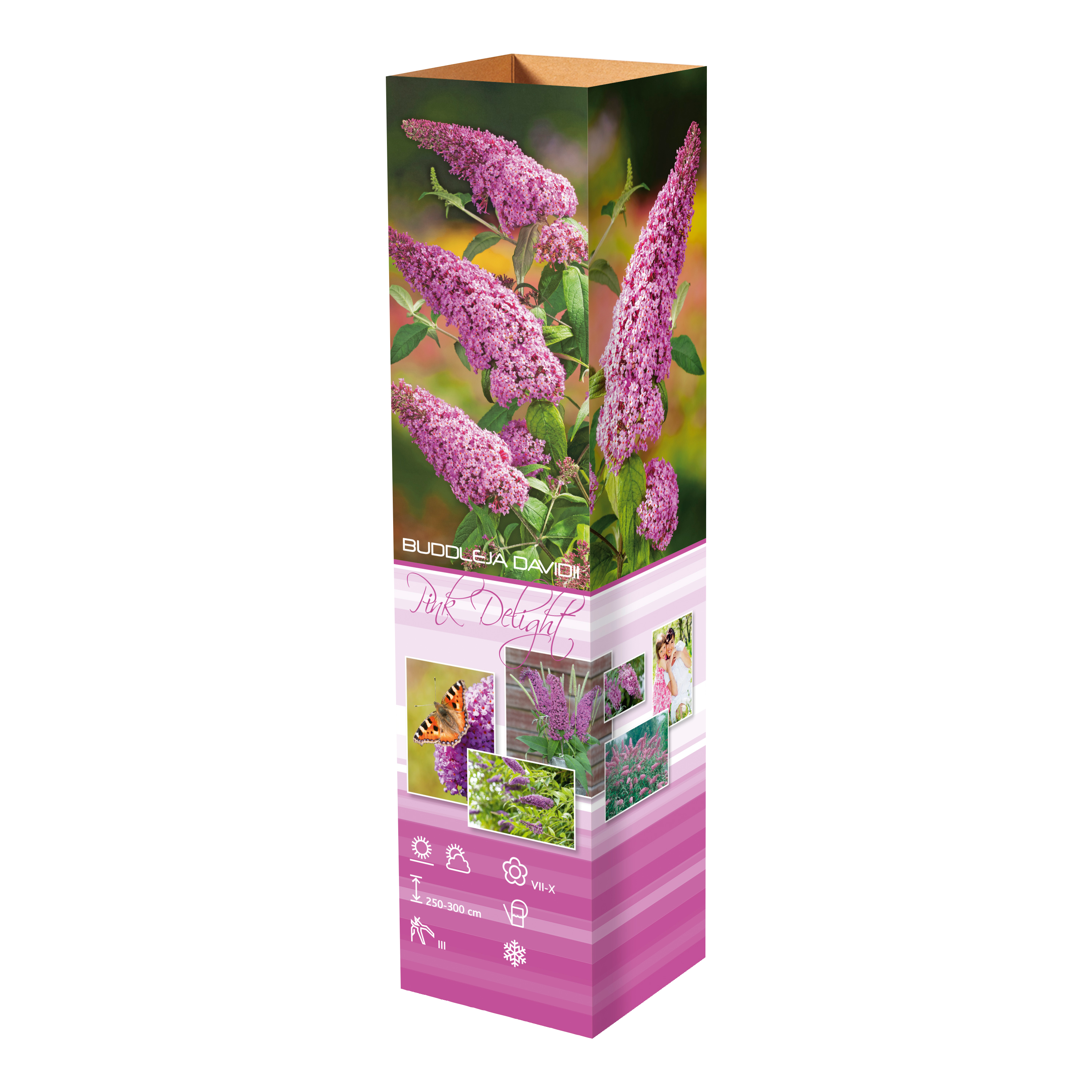 Mélange de 8 arbres aux papillons (Buddleia de David) à fleurs rouges, blanches, roses et violettes - 30-38 cm