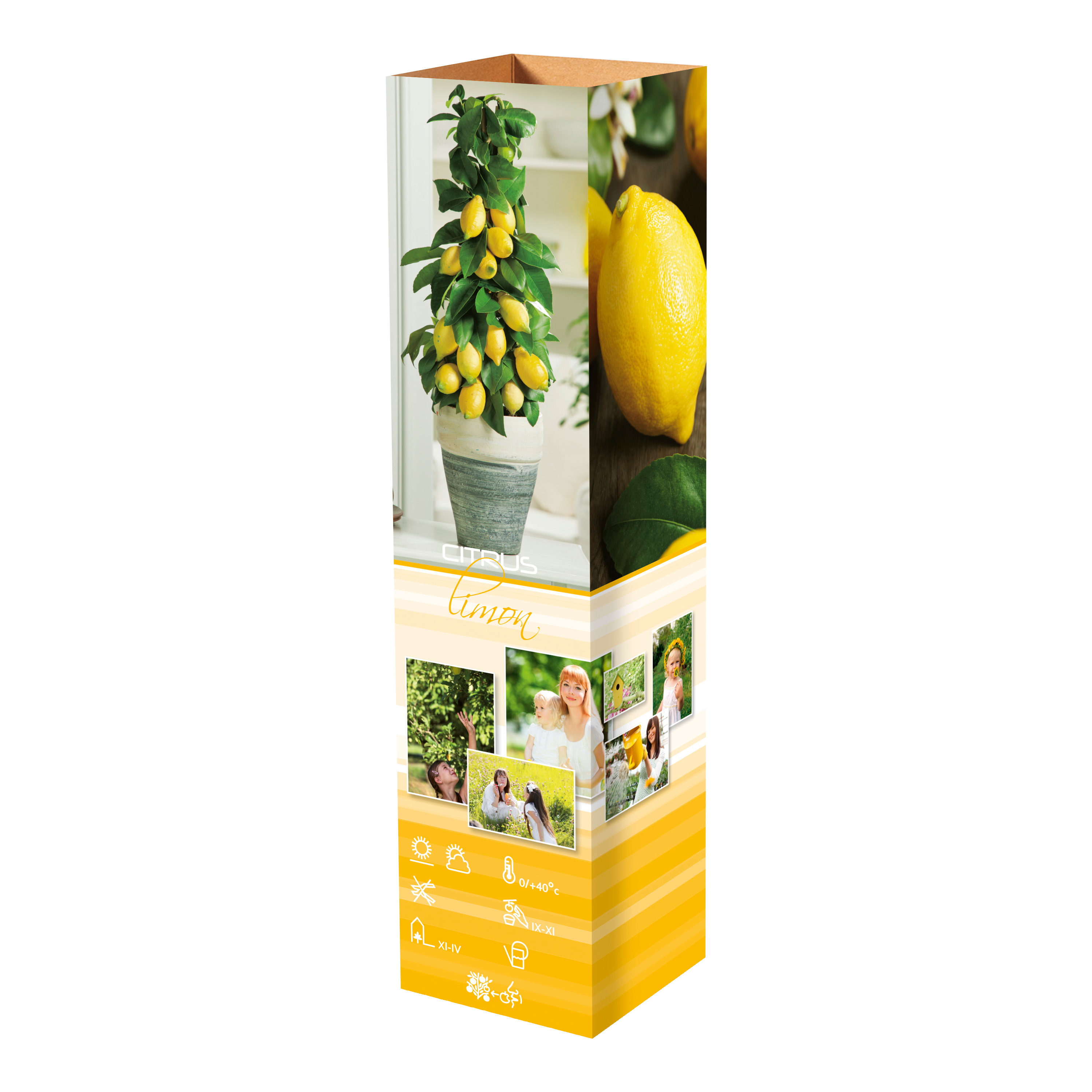 Lot de 4 citronniers 25–38 cm