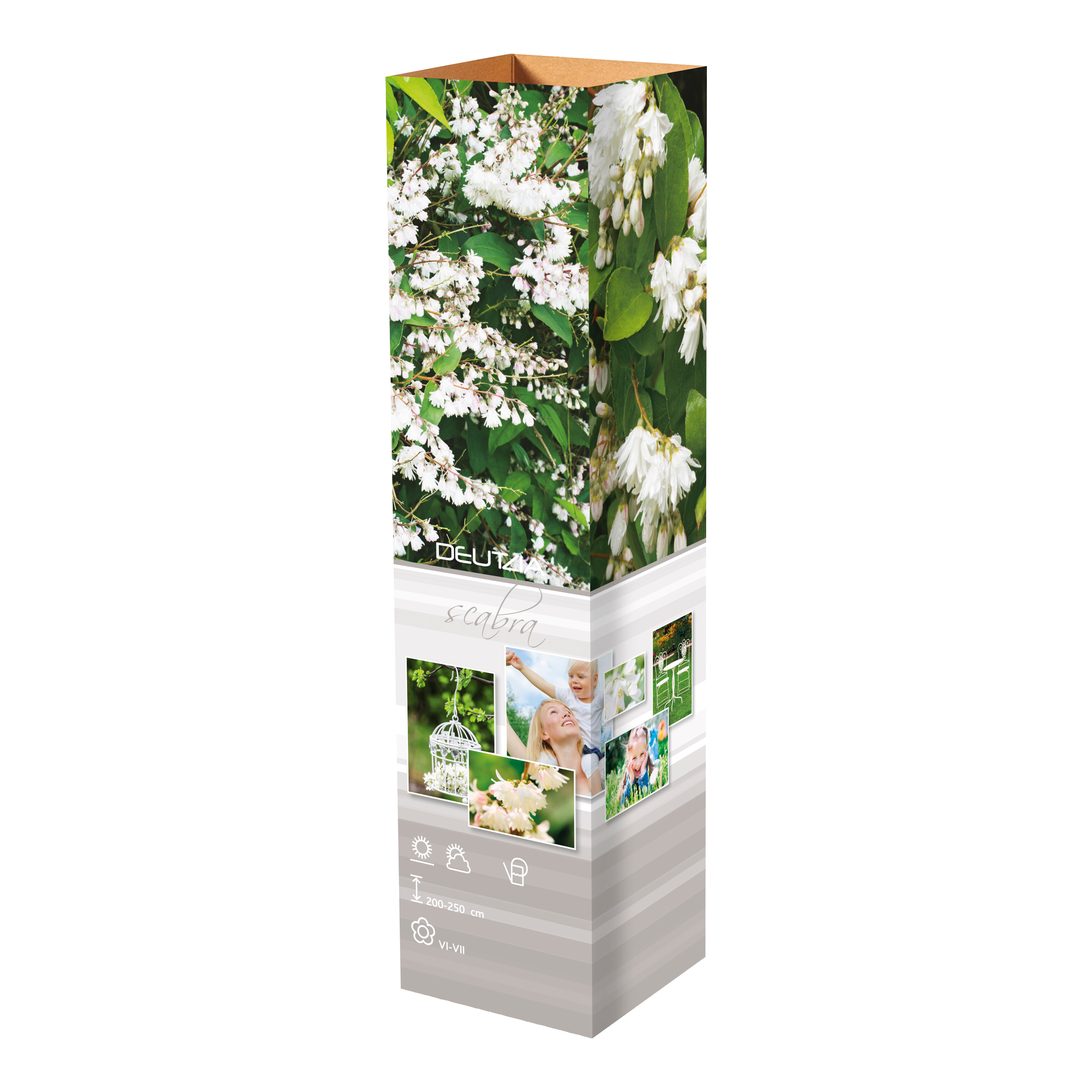 Lot de 4 arbustes d'ornement XL : 1 Hibiscus, 1 Weigelia, 1 Deutzia, 1 Forsythia  - 30-38 cm