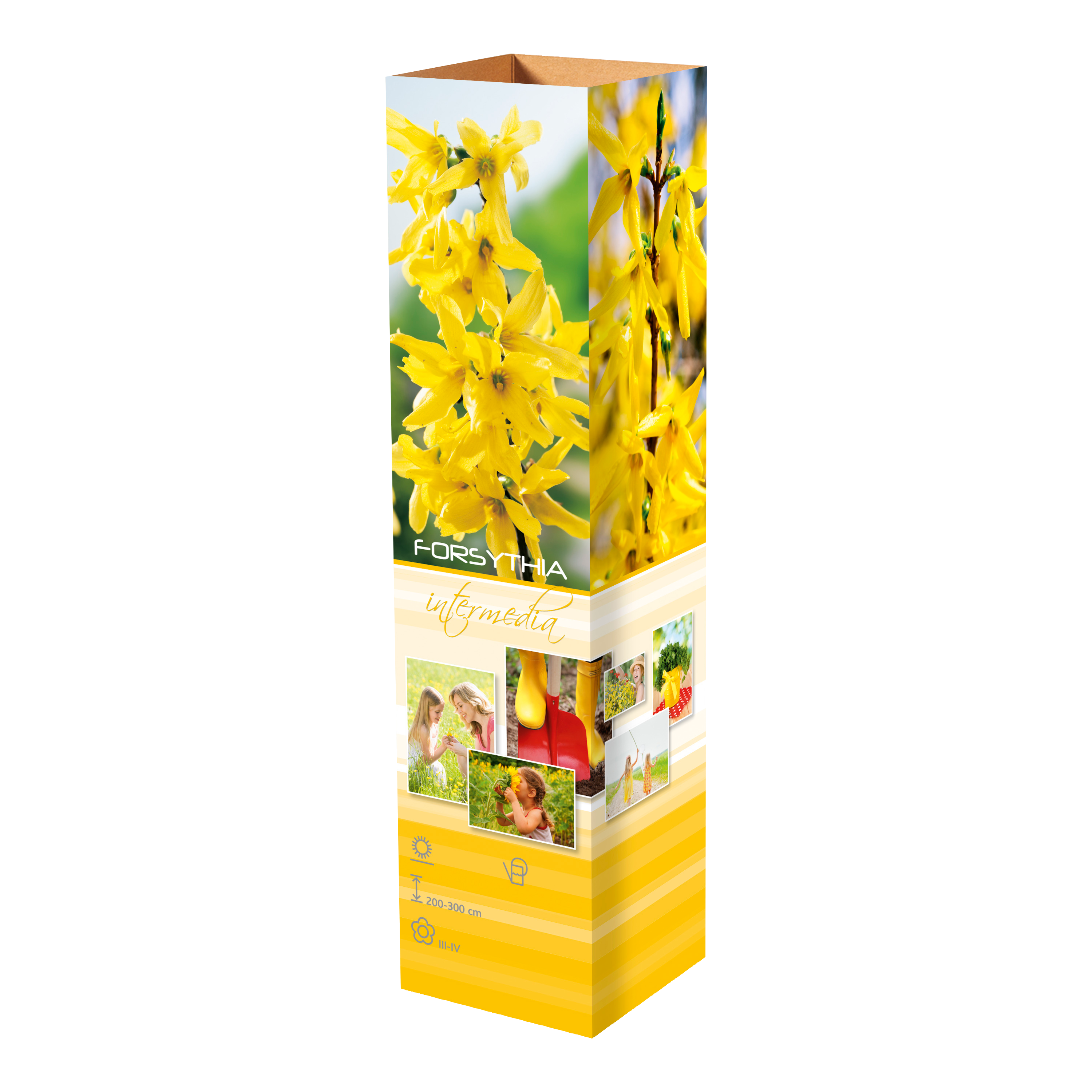 Lot de 8 arbustes d'ornement, mélange coloré pour un jardin vivant : 2 Hibiscus, 2 Weigelia, 2 Deutzia, 2 Forsythia