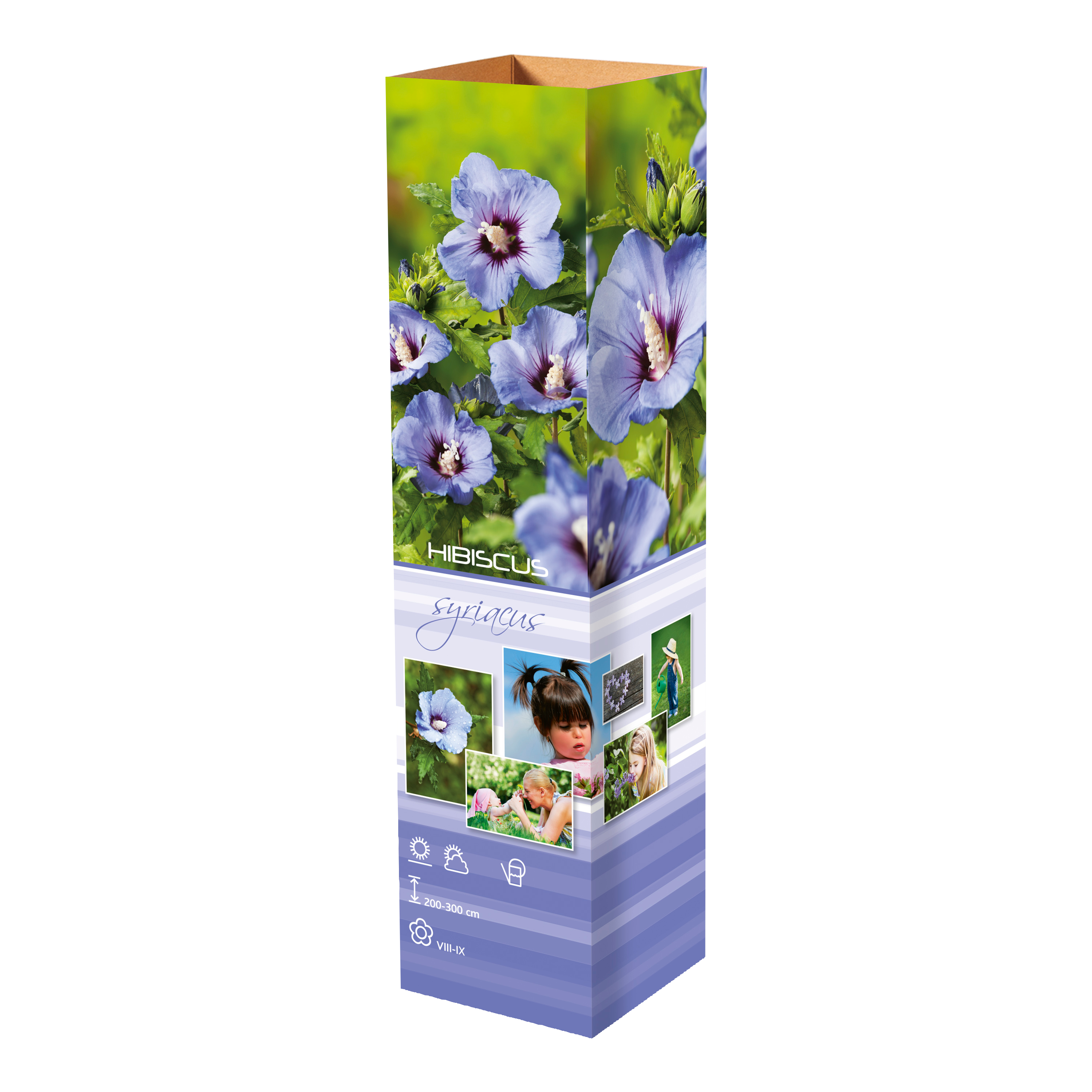 Lot de 4 arbustes d'ornement XL : 1 Hibiscus, 1 Weigelia, 1 Deutzia, 1 Forsythia  - 30-38 cm