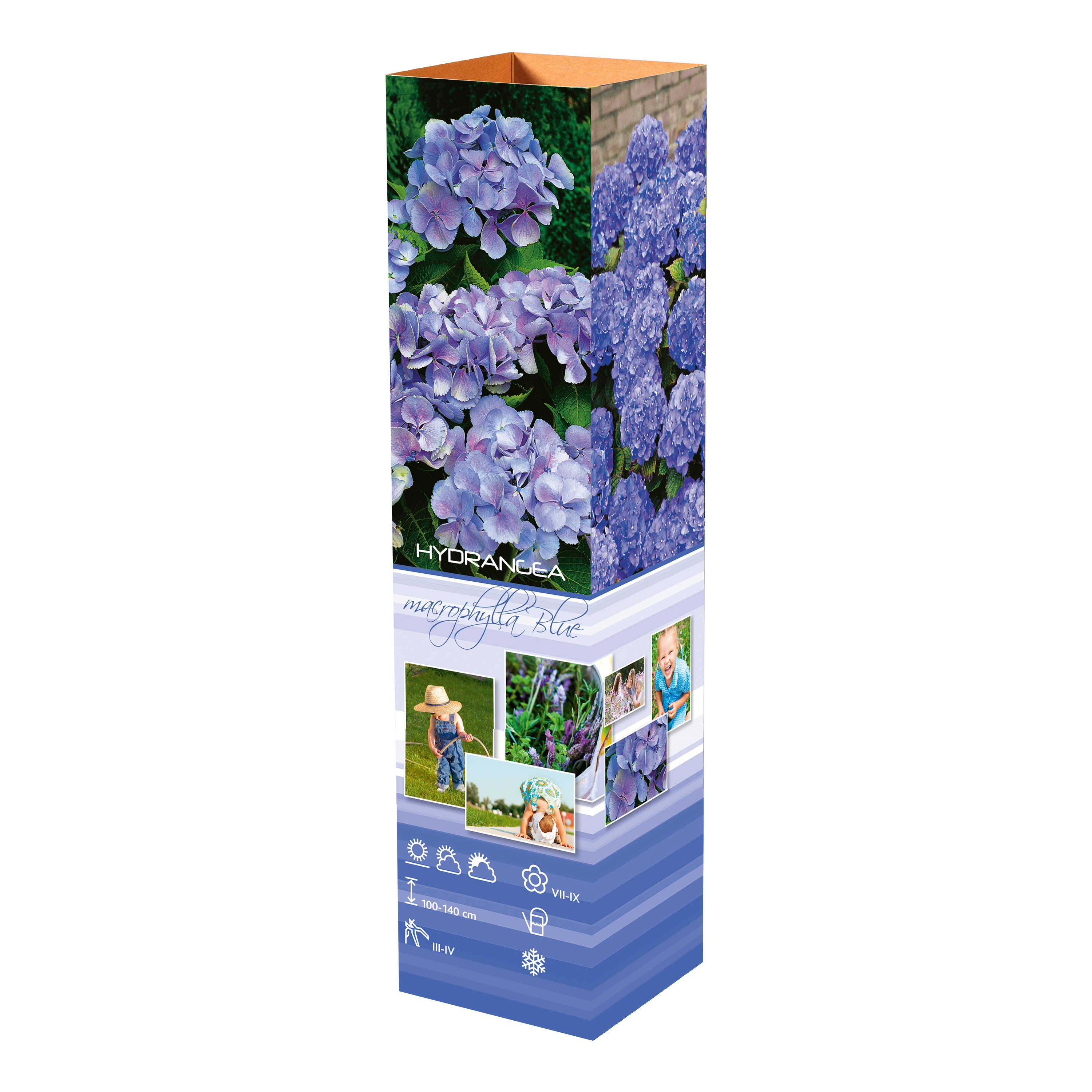 Lot de 4 hortensias : 1 rose blanc,  1 rose, 1 bleu, 1 blanc - 30-38 cm