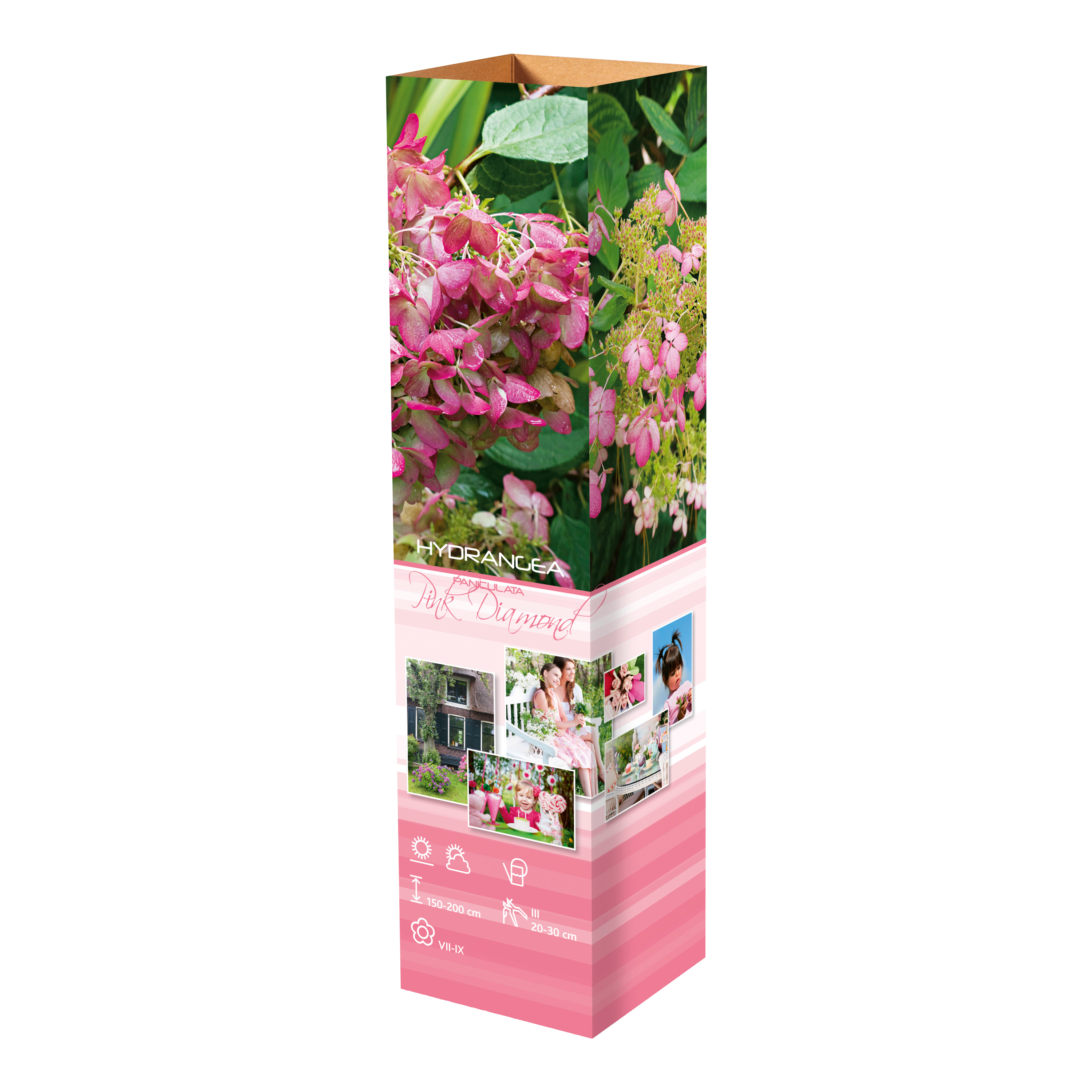 Lot de 4 hortensias : 1 rose blanc,  1 rose, 1 bleu, 1 blanc - 30-38 cm