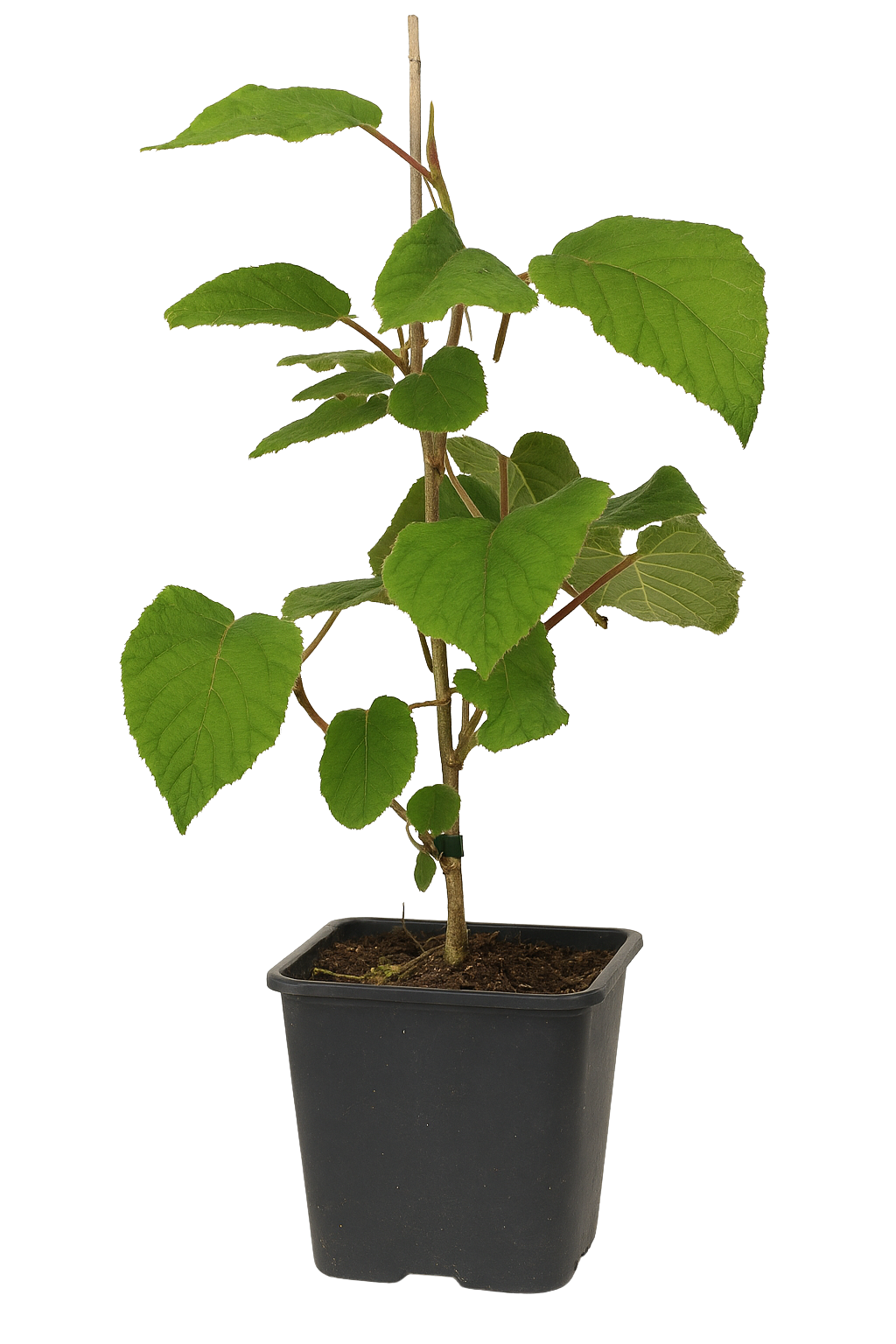Lot de 6 plants de Kiwi Jenny 30-38 cm